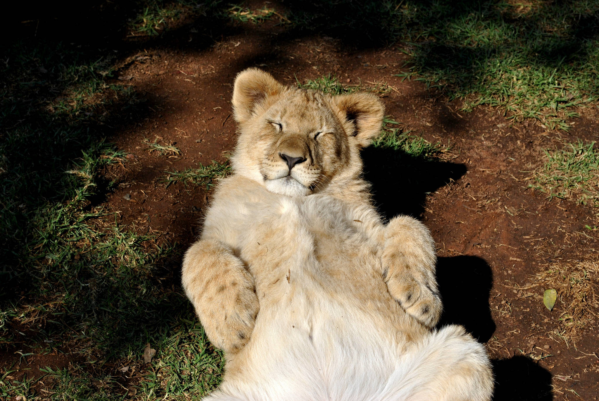 Mtoto wa simba amelala kwa amani jua Picha ya Ukuta