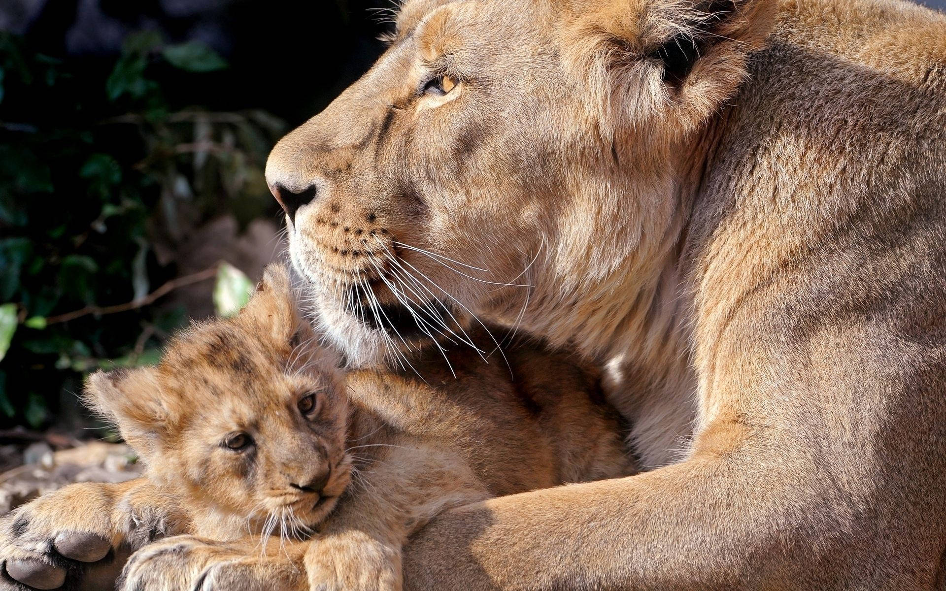 Mtoto wa Simba Mikononi Mwa Mama Picha ya Ukuta