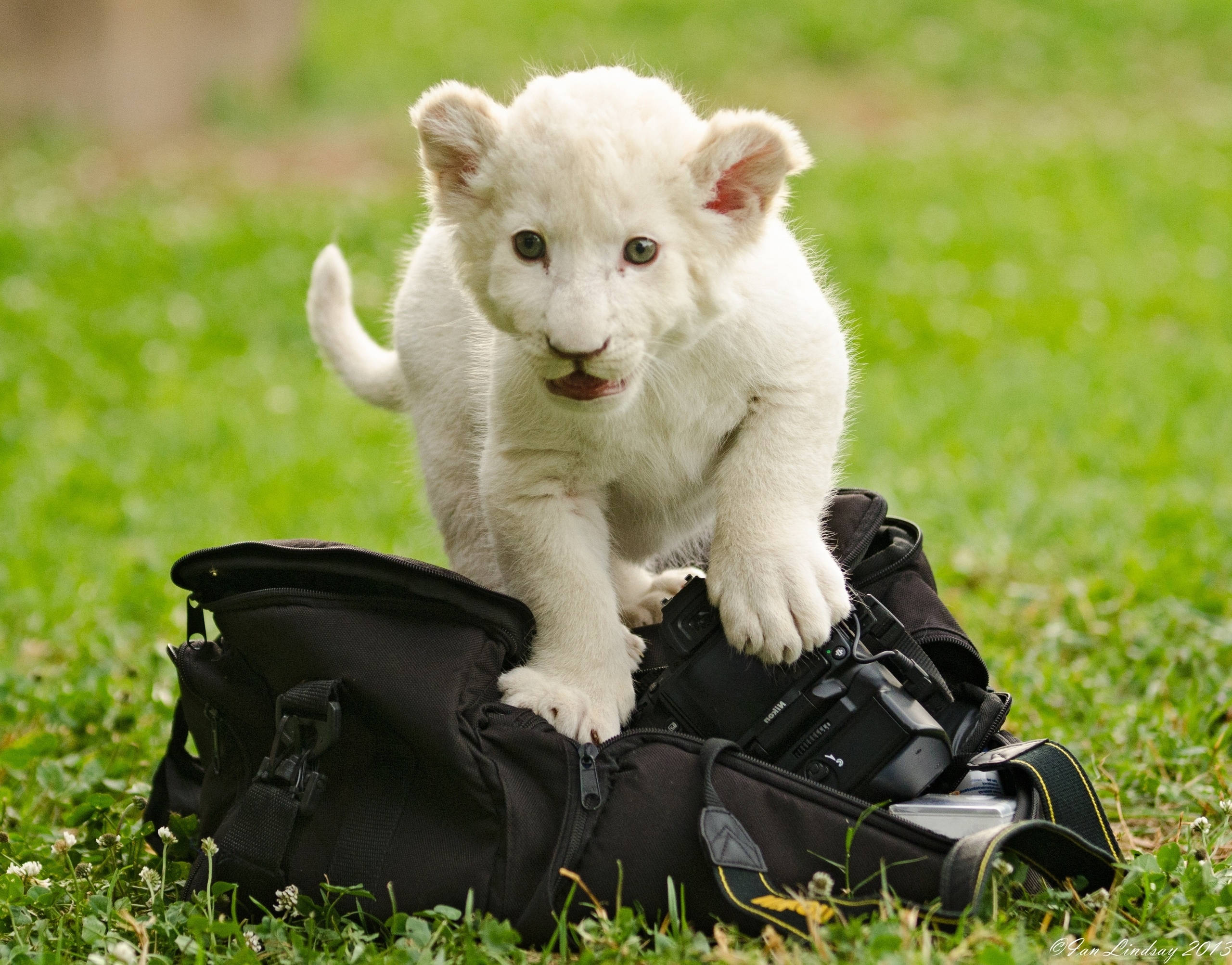 Mtoto wa simba mweupe anayecheza akifurahia maisha katika Savana ya Afrika Picha ya Ukuta