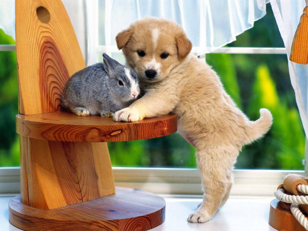Mtu wa Kichwa Mwekundu na Bunny ya Kijivu Picha ya Ukuta