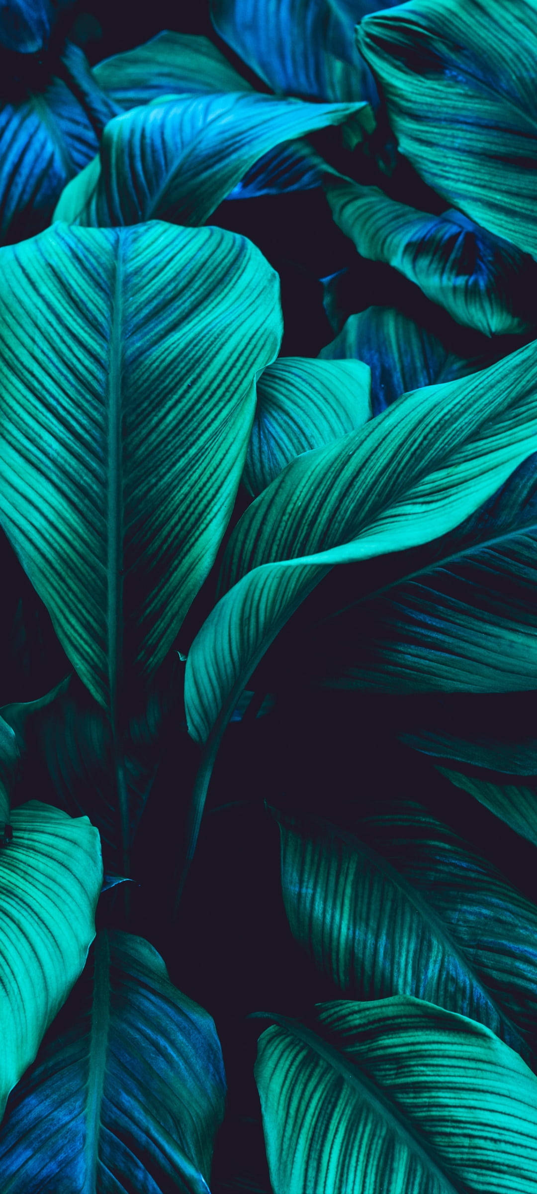 Multicolor Green Leaf Picha ya Ukuta