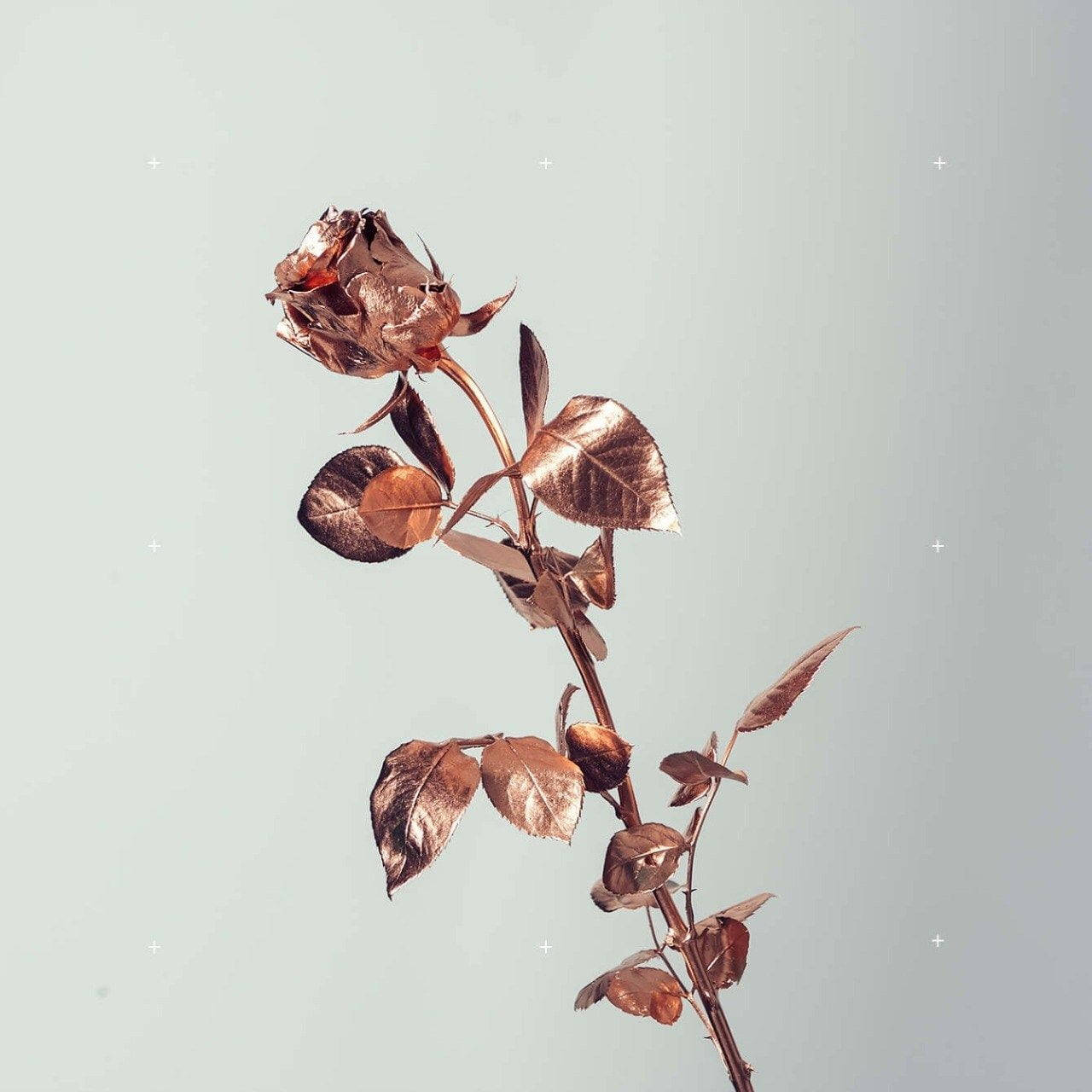 Mviringo wa Rose Gold Tumblr na Waridi Mweupe Picha ya Ukuta