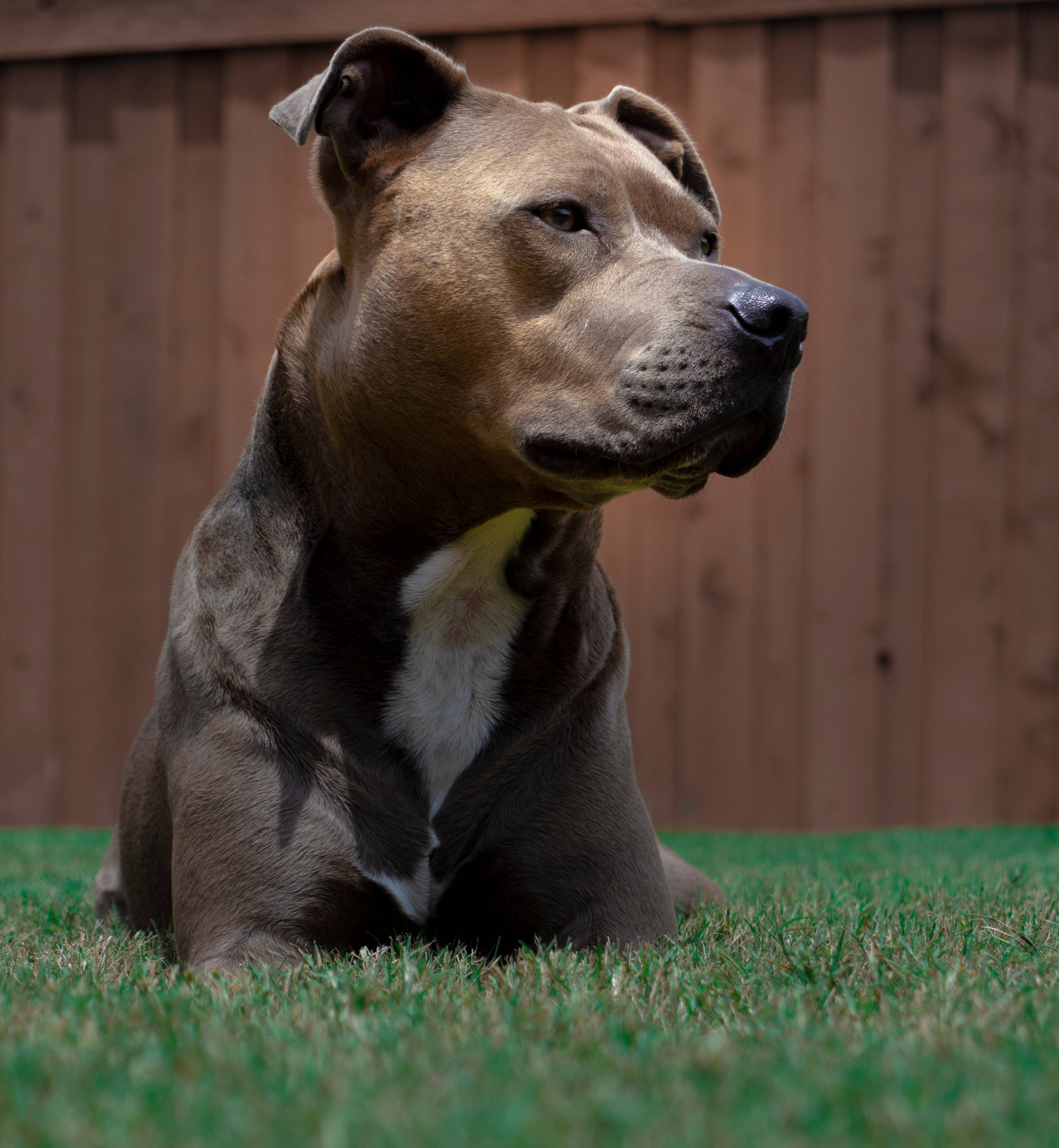Mvululu wa Pitbull Mweusi na Mweupe wa Amerika Picha ya Ukuta