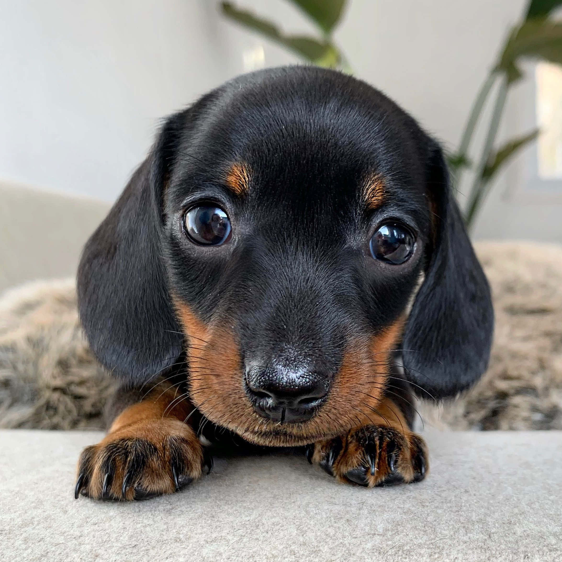 Mwanakuku wa Dachshund Mwenye Upendo Picha ya Ukuta