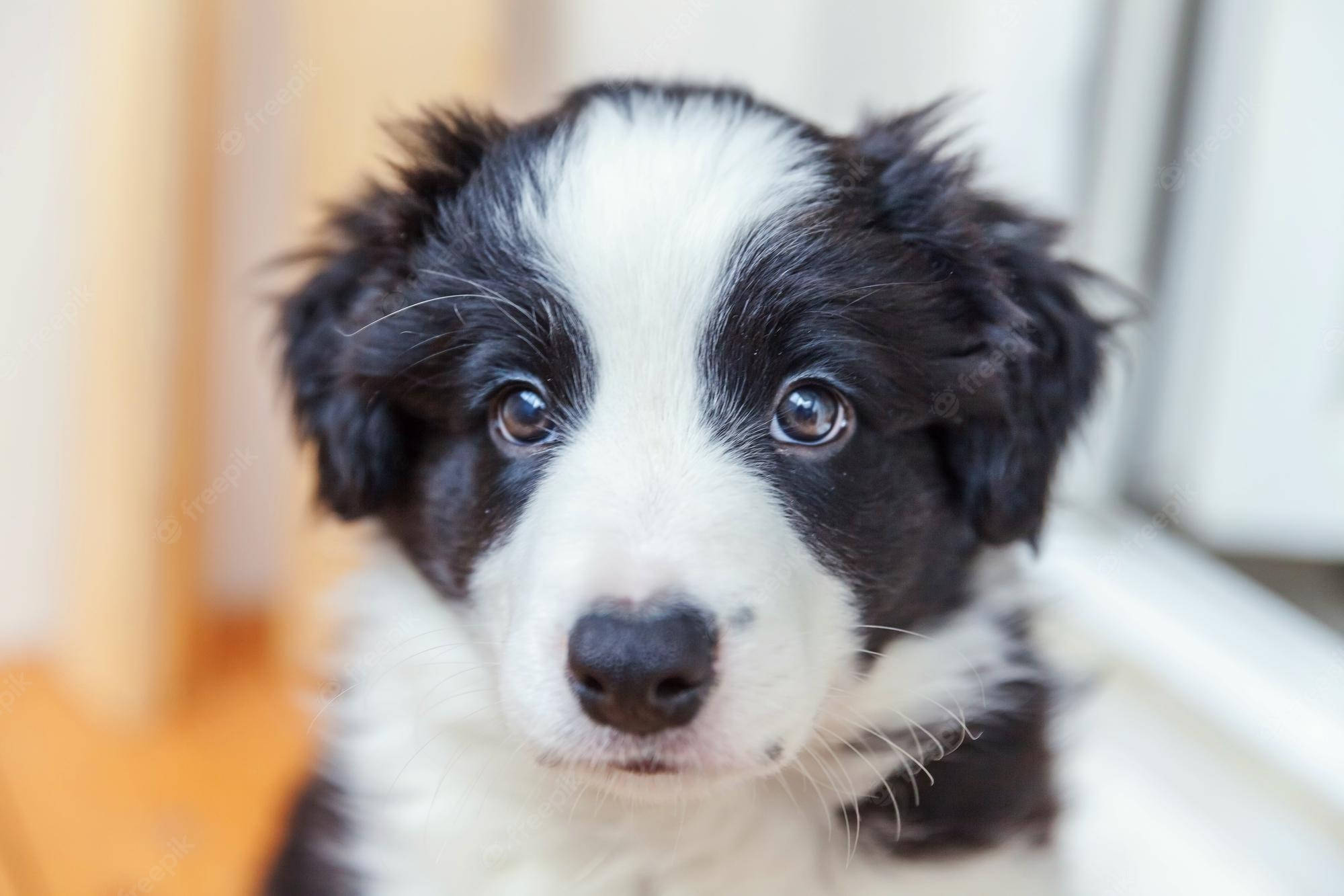 Mwonekano wa Mbwa Mtoto wa Border Collie Picha ya Ukuta
