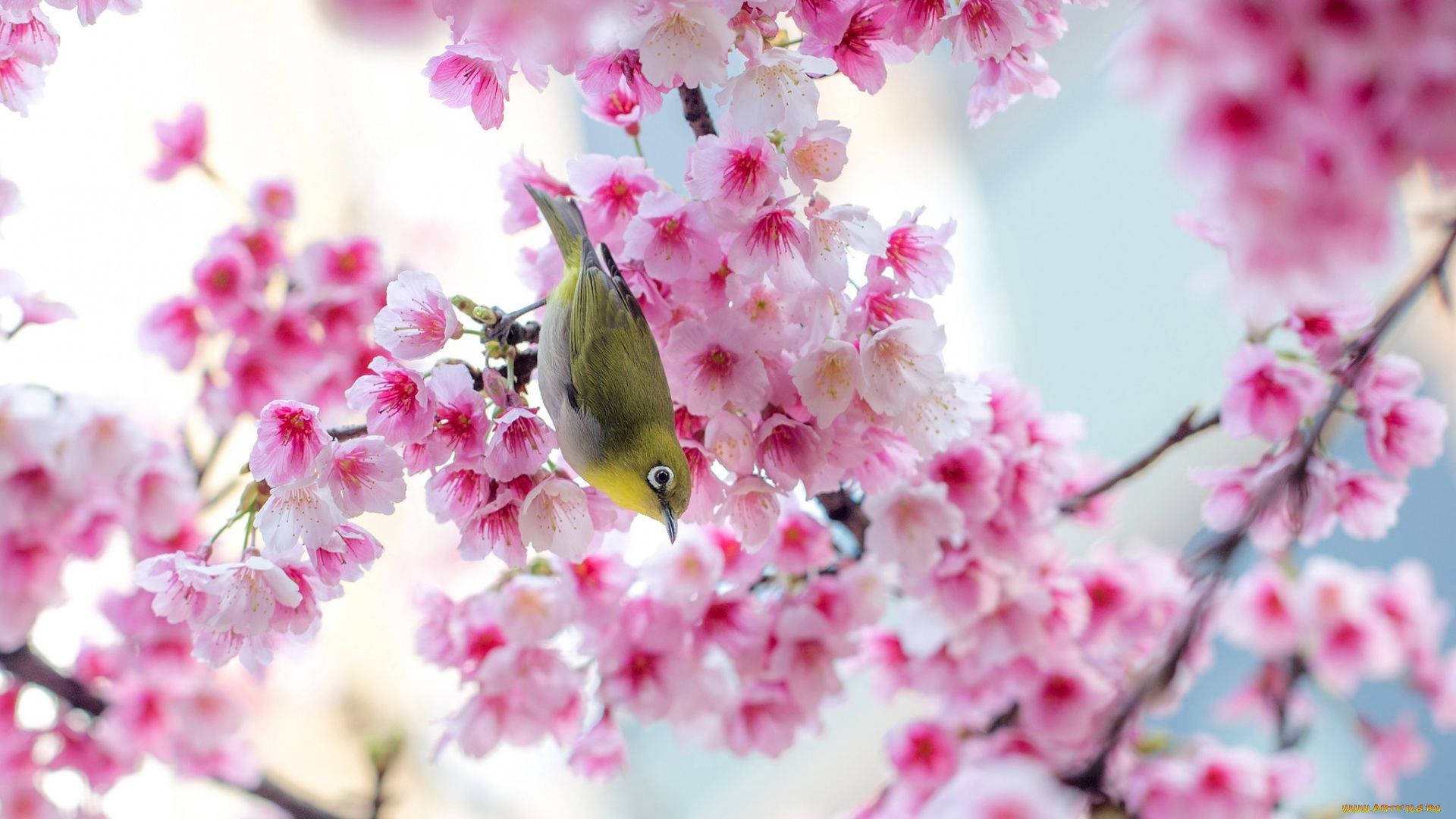 Ndugu wa Sakura wa Bahari ya Kukua Picha ya Ukuta