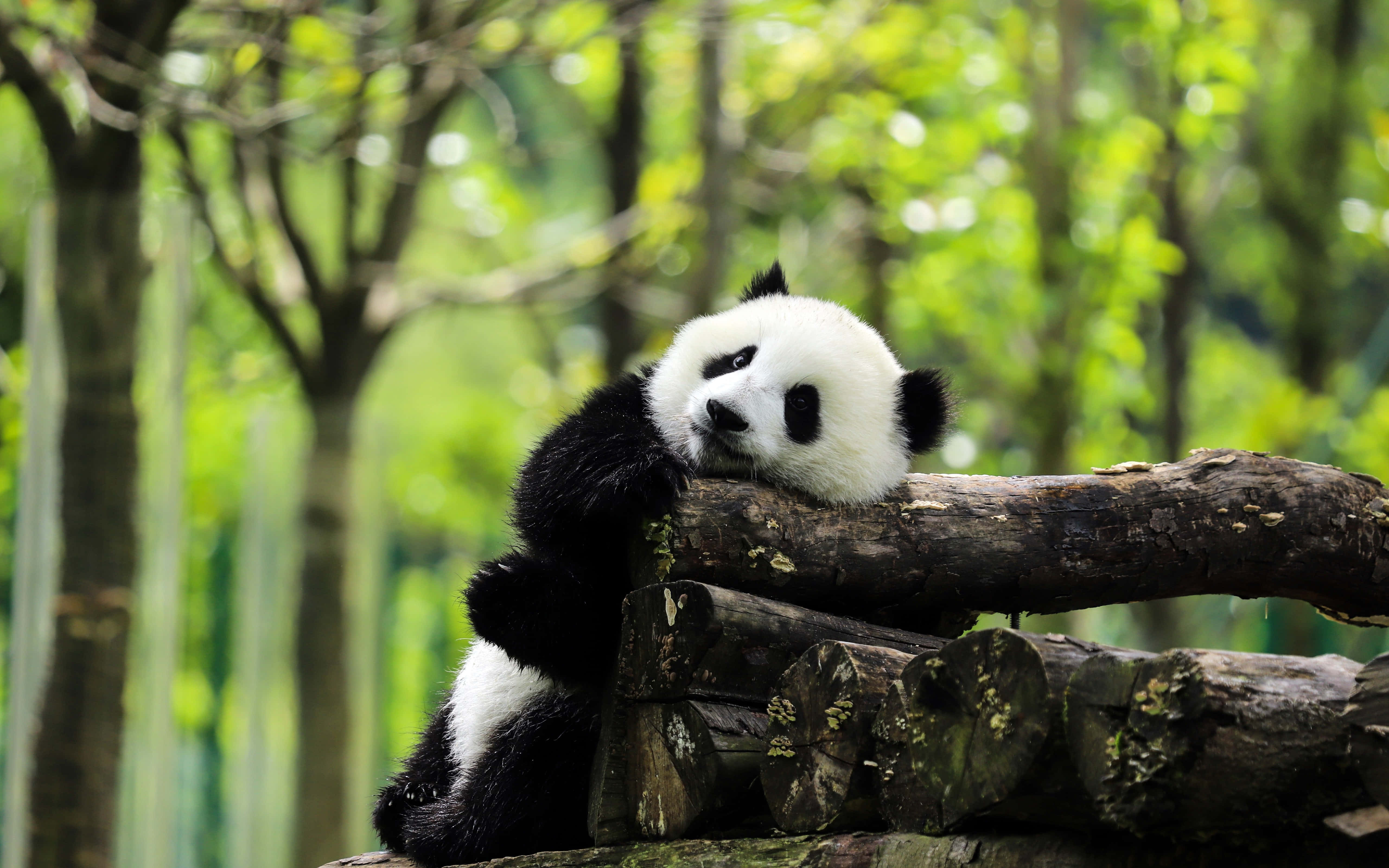 Nguruwe wa Mbao wa Panda Mkubwa Picha ya Ukuta