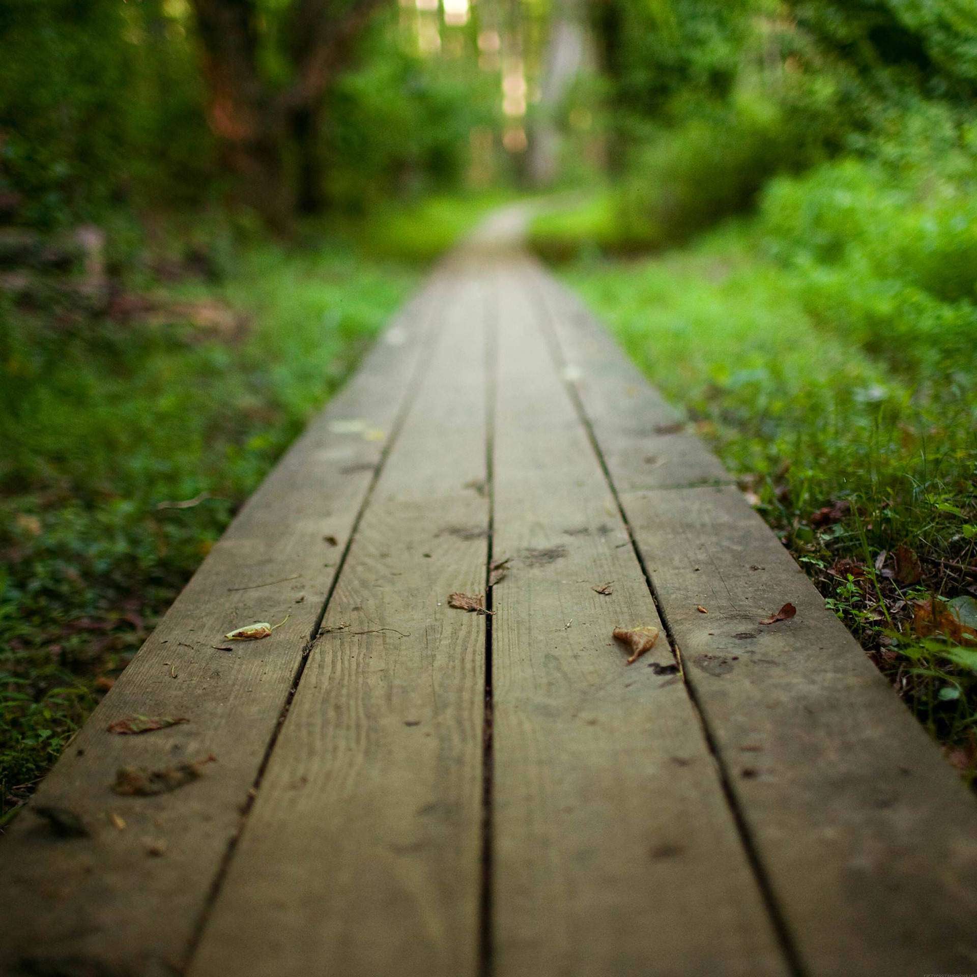 Njia ya Kutembea Nature iPad Picha ya Ukuta