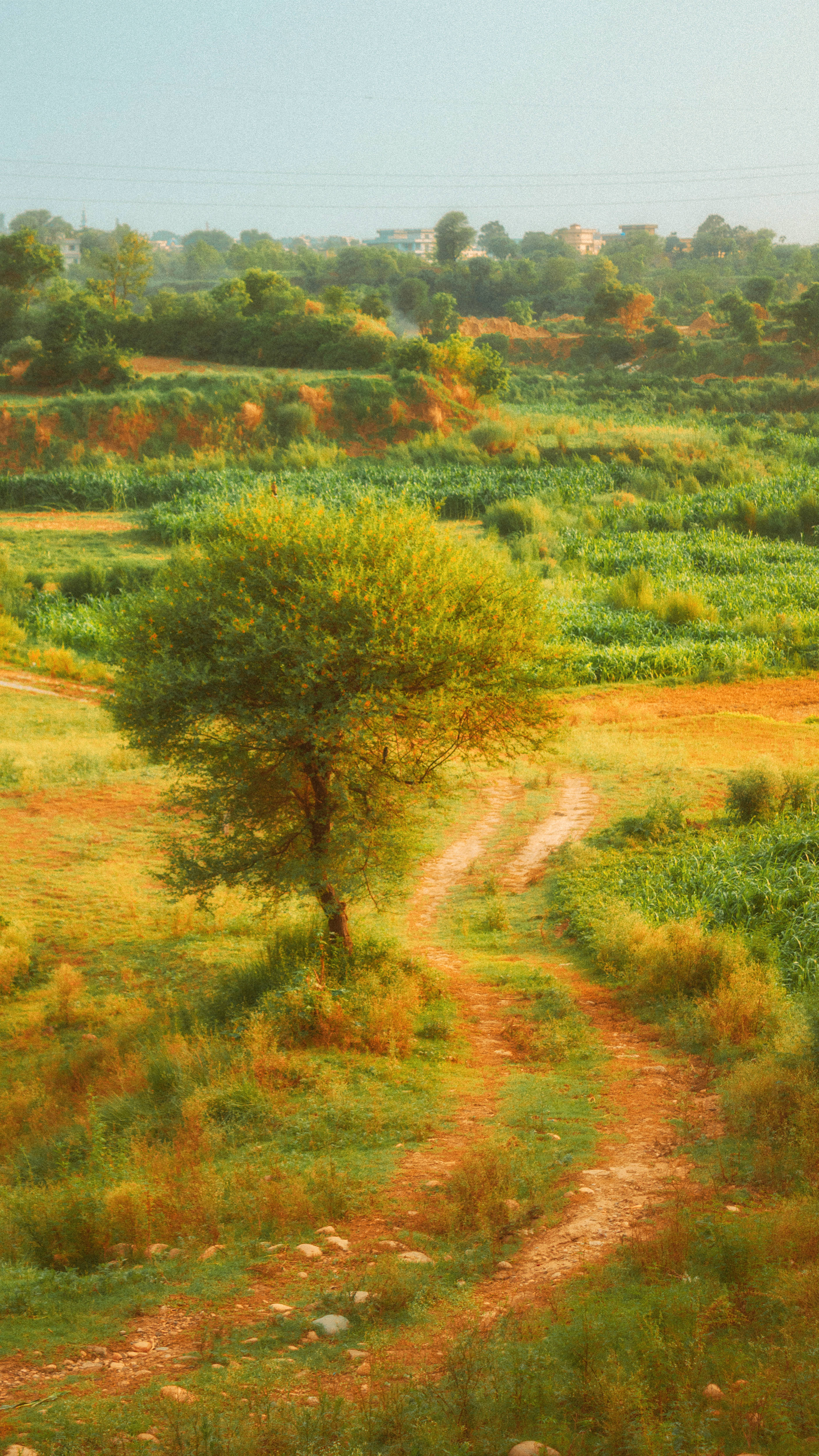 Njia ya Meadow yenye Mandhari ya Cottagecore Picha ya Ukuta