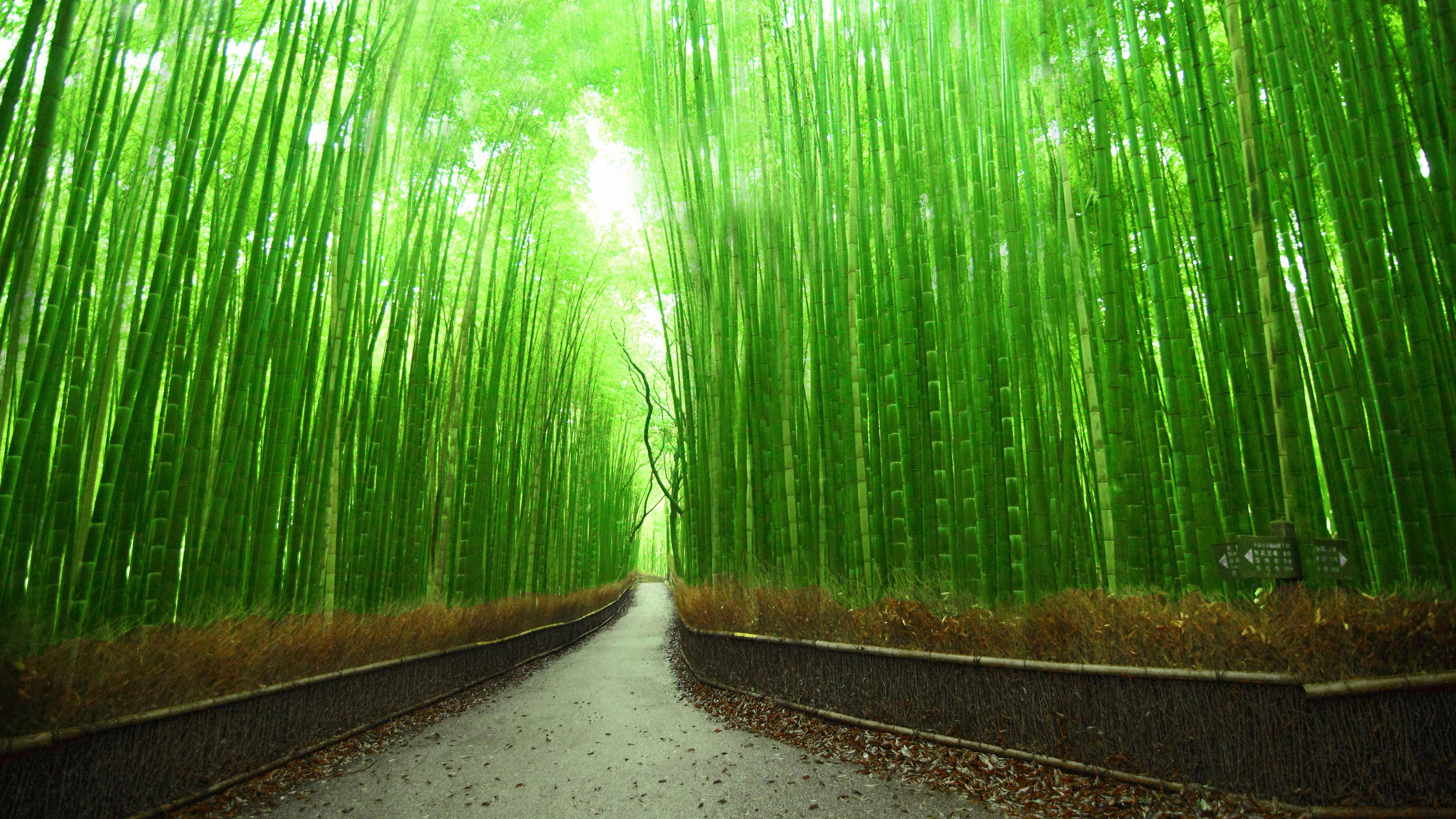 Njia ya Mianzi 4K Kyoto Japani Picha ya Ukuta