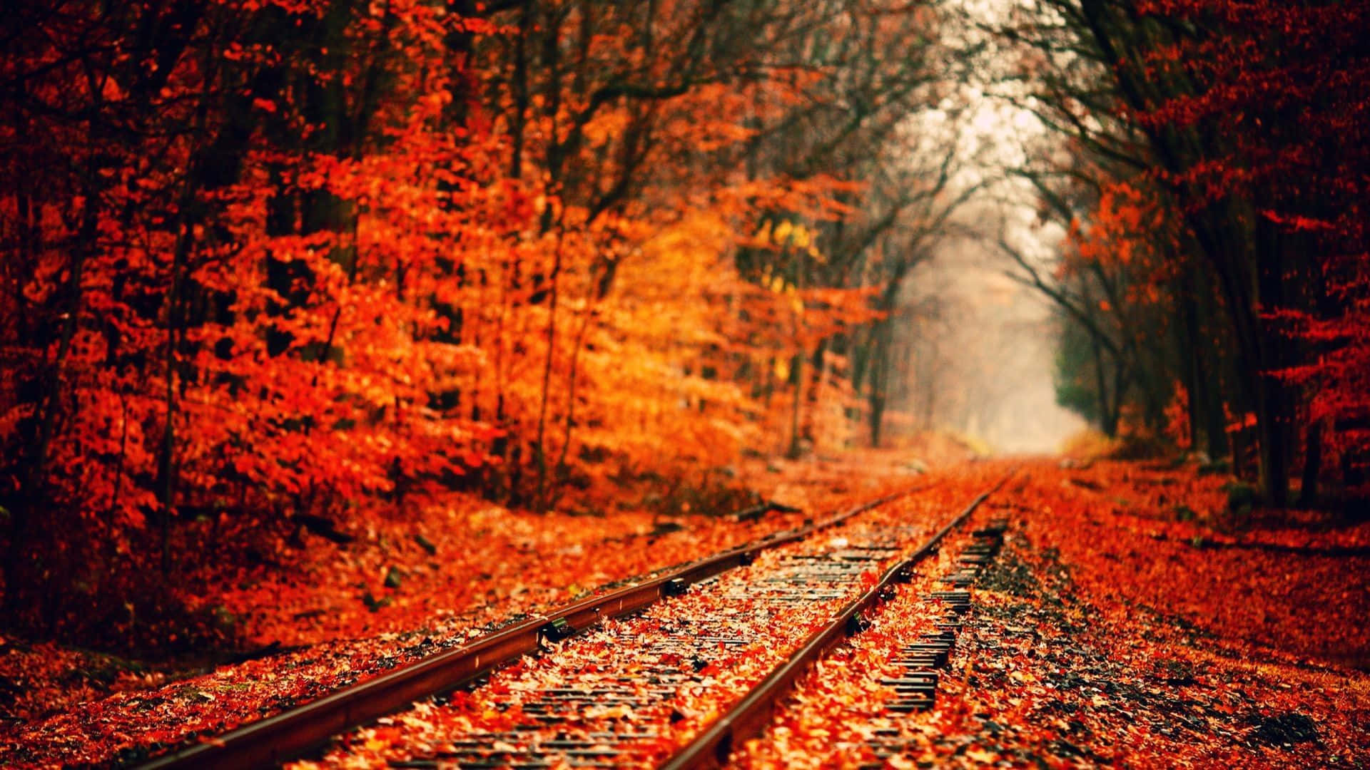njia za treni msituni na majani mekundu Picha ya Ukuta