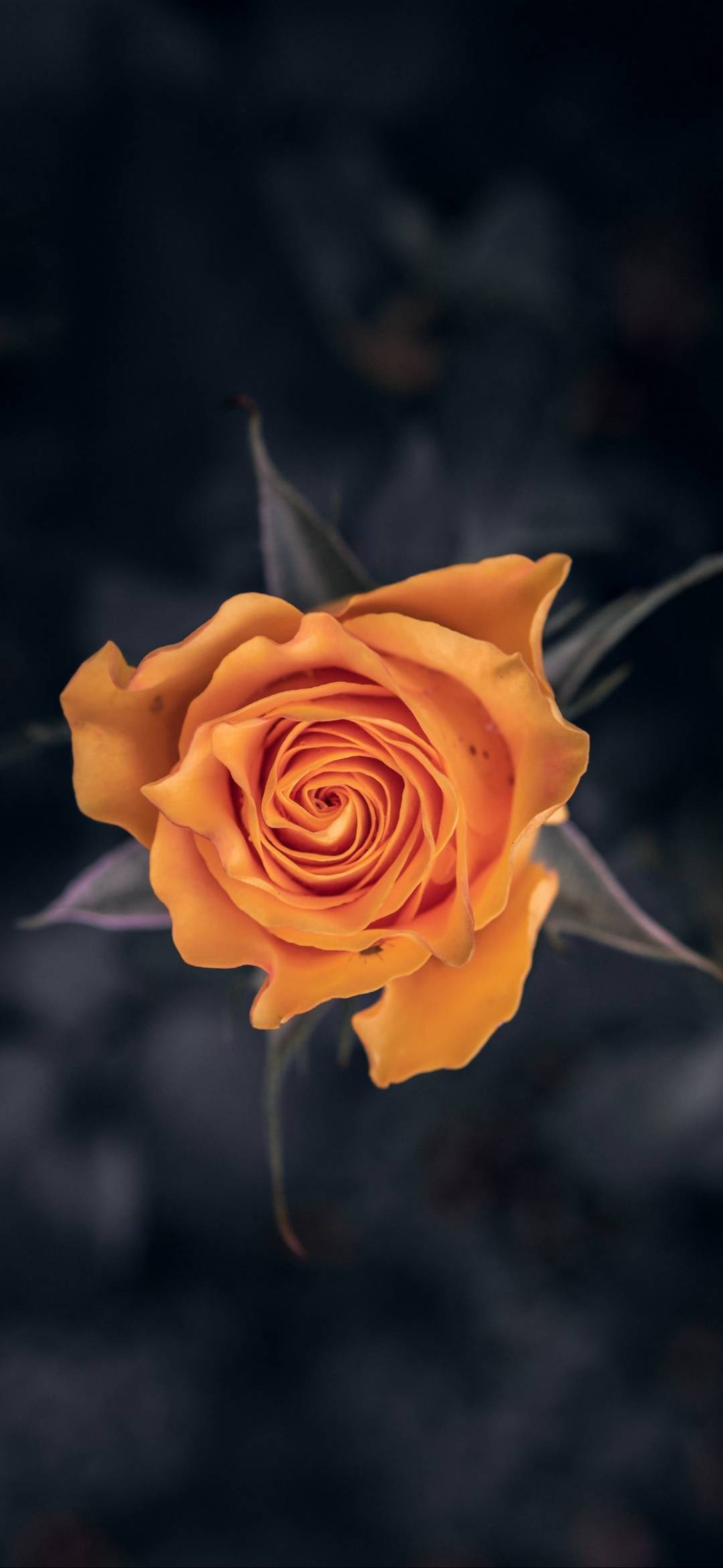 Note 10 Plus Orange Rose Picha ya Ukuta