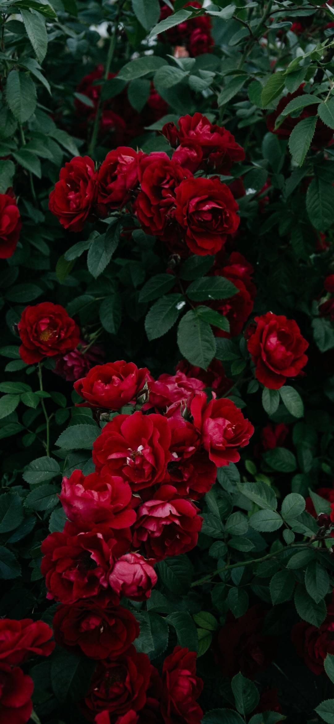 Note 10 Plus Rose Bush Picha ya Ukuta