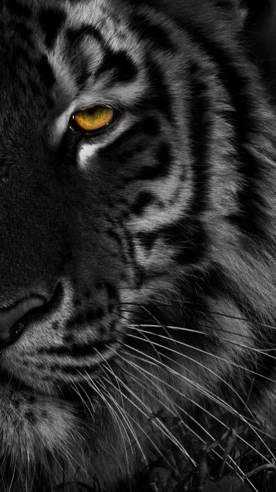 Nusu Uso wa Tiger Mweusi Picha ya Ukuta