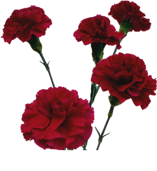 Nyekundu Zilizaliwa za Carnation Zilizotengwa Picha ya Ukuta