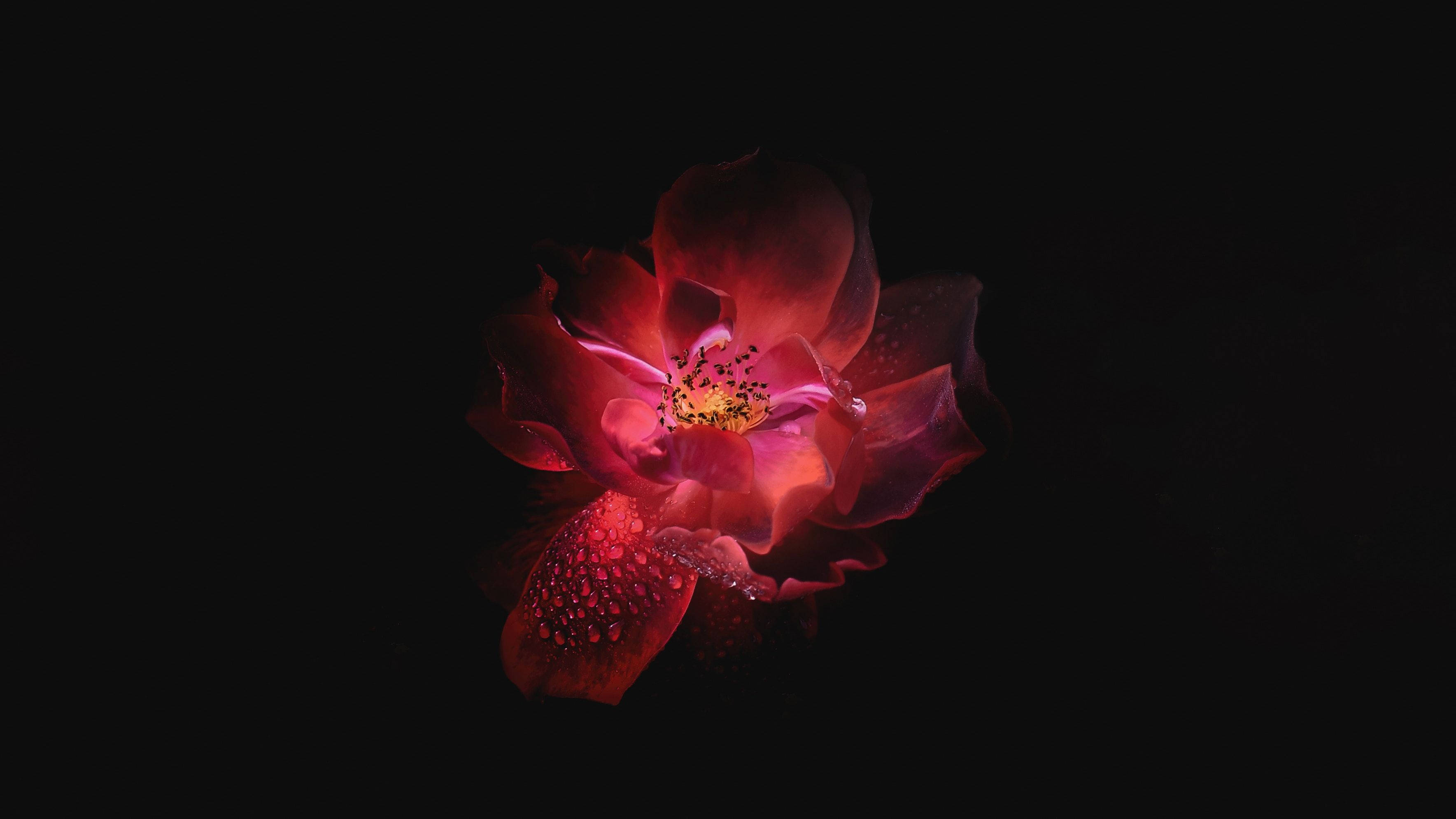 OLED Pink Flower Picha ya Ukuta