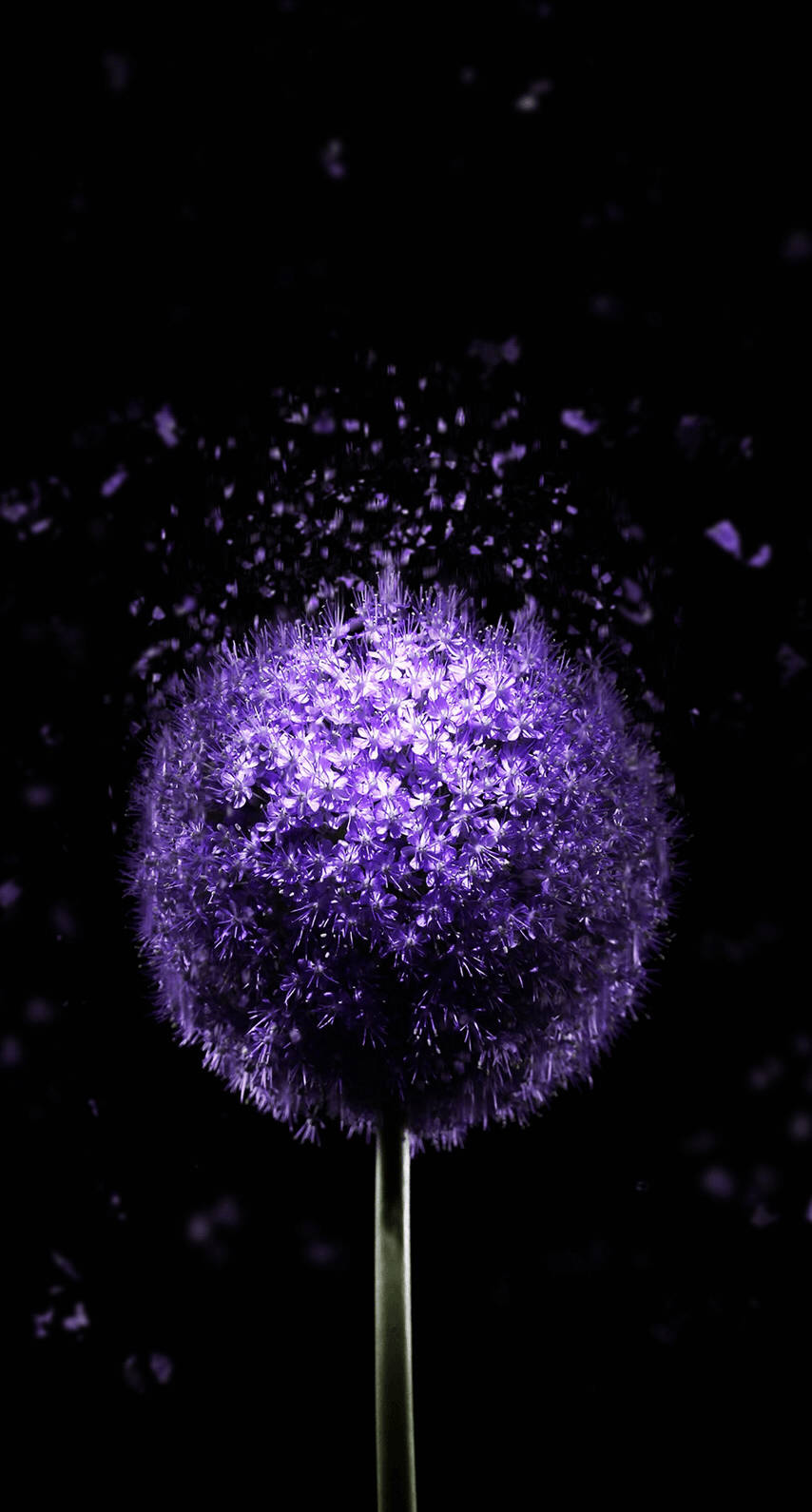 OLED Purple Dandelion Picha ya Ukuta