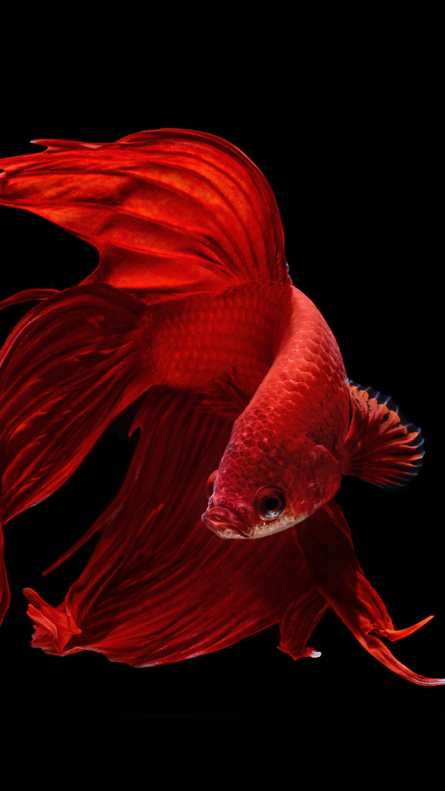 OLED Samaki Dhahabu Mwanga Picha ya Ukuta