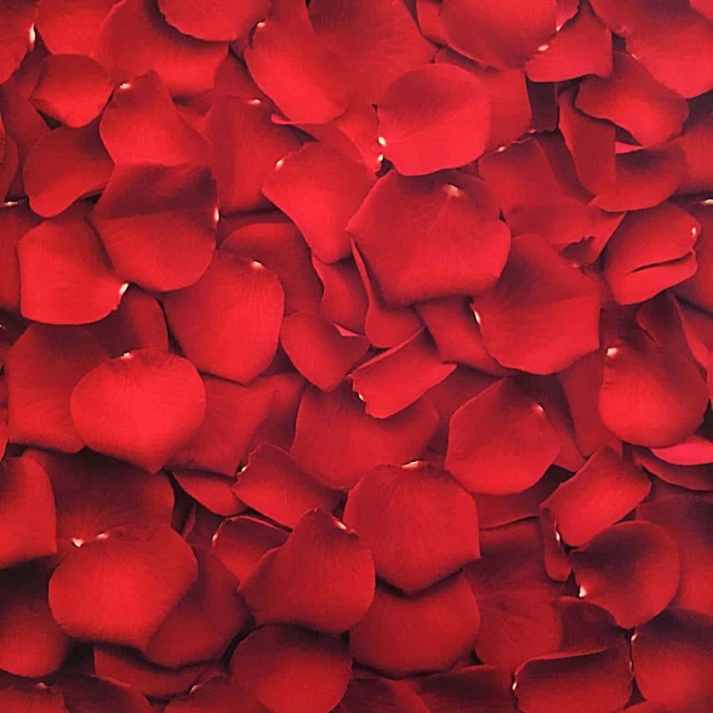 Ongeza rangi maishani mwako na Red Aesthetic Picha ya Ukuta