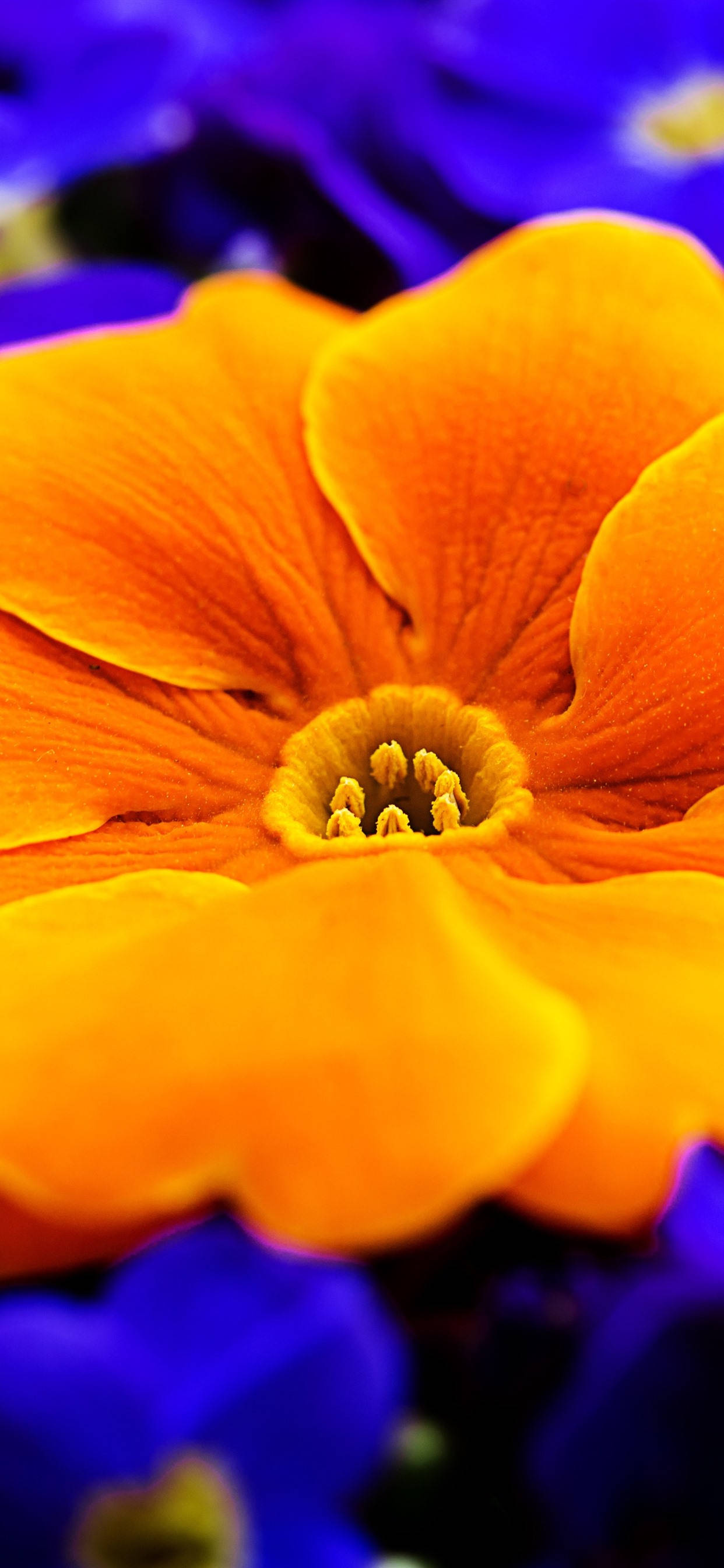 Orange Primrose Flower Picha ya Ukuta