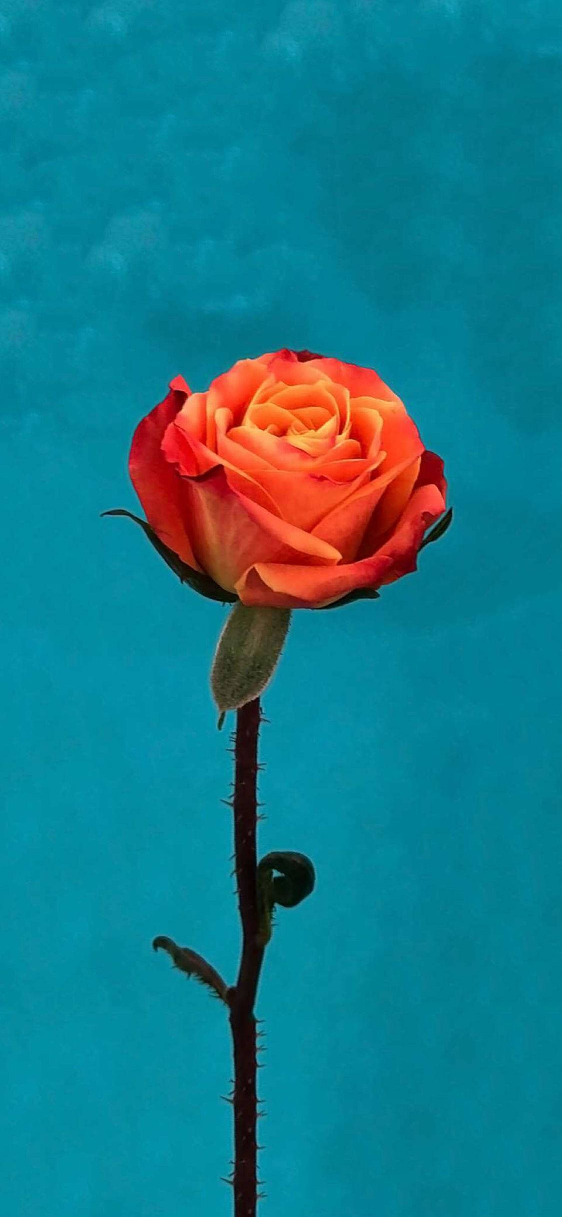 Orange Rose Flower Apple Picha ya Ukuta