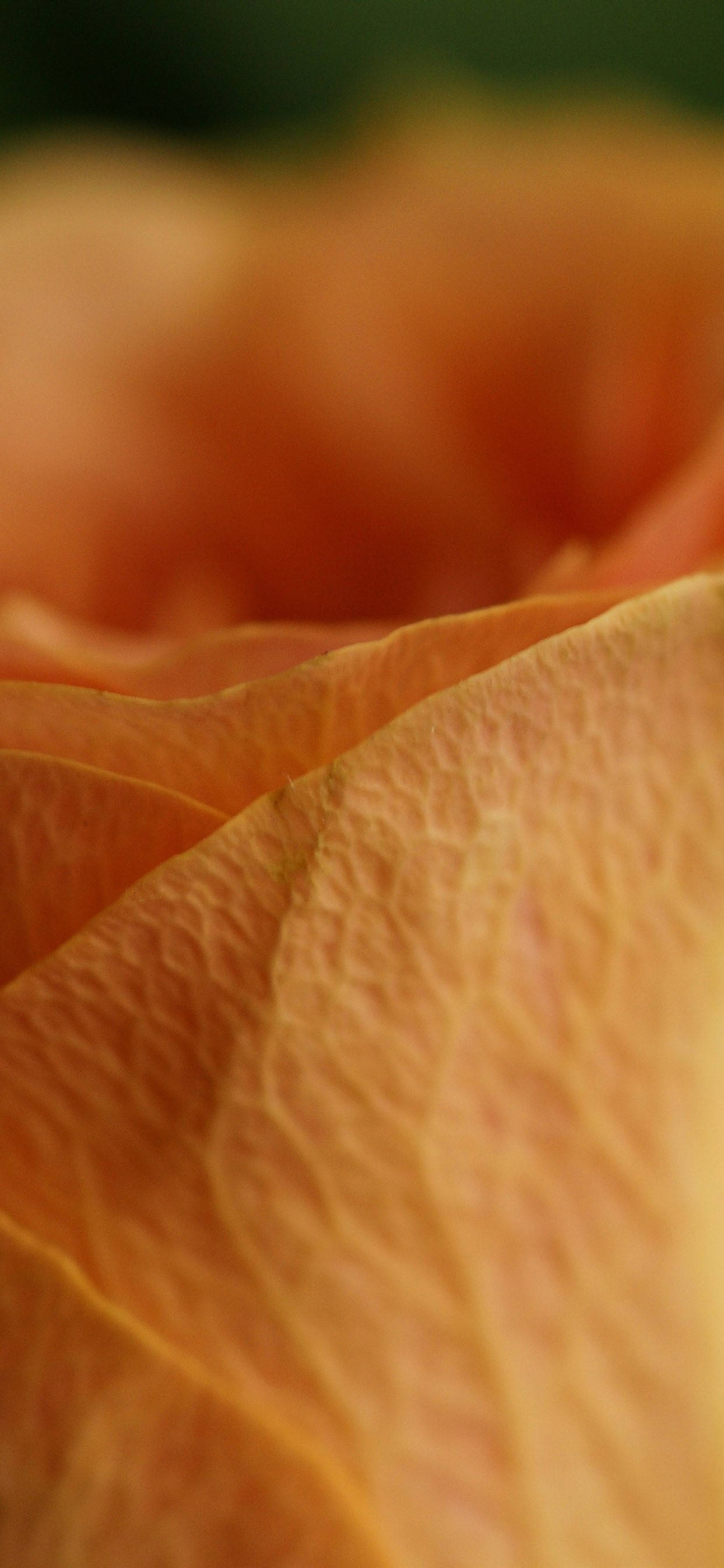 Orange Rose Petal Macro Picha ya Ukuta