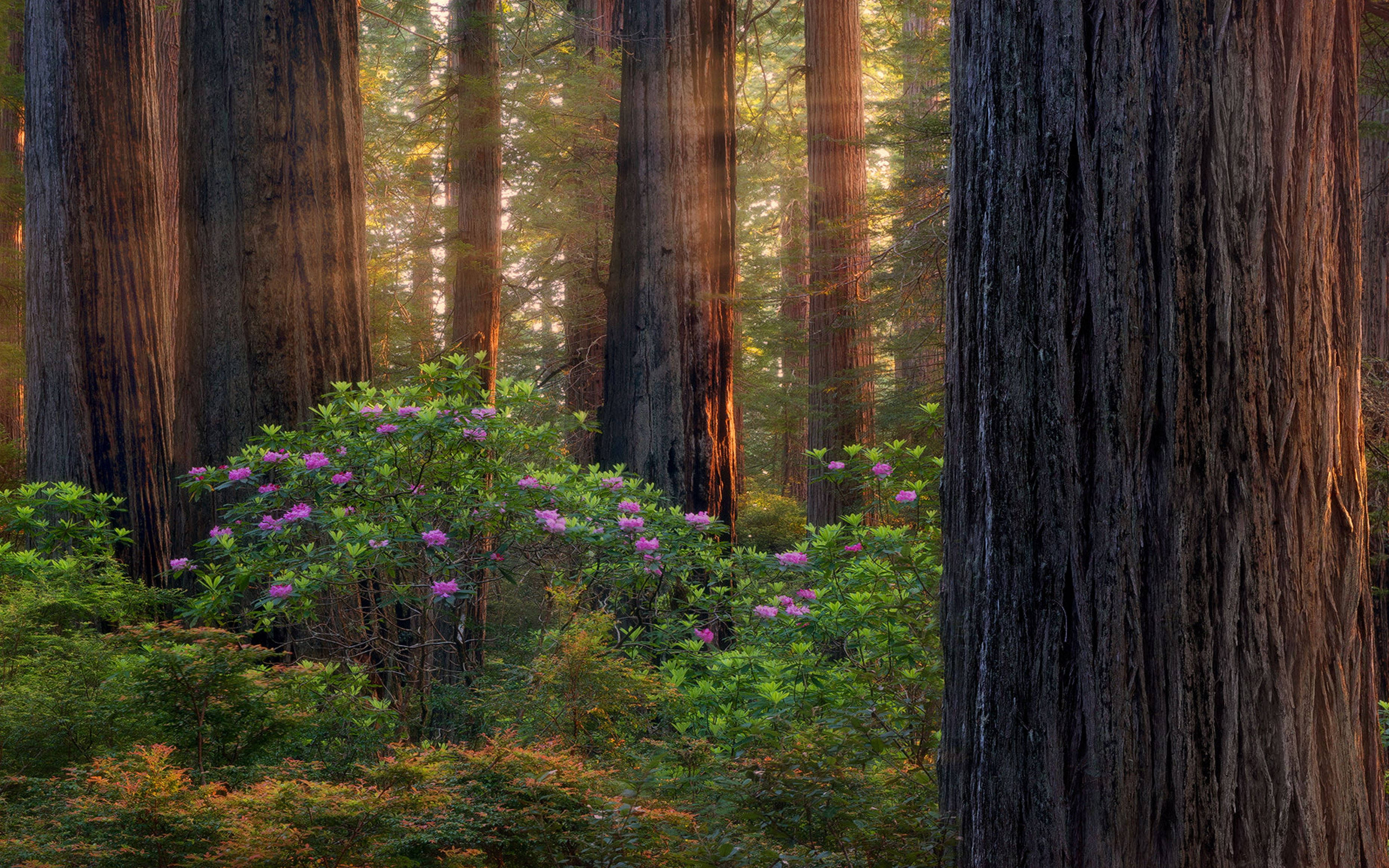 Oregon Forest Purple Picha ya Ukuta