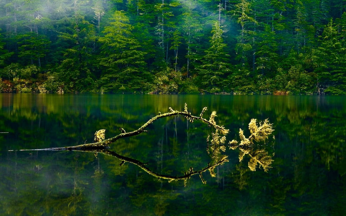 Oregon Green Lake Forest Picha ya Ukuta