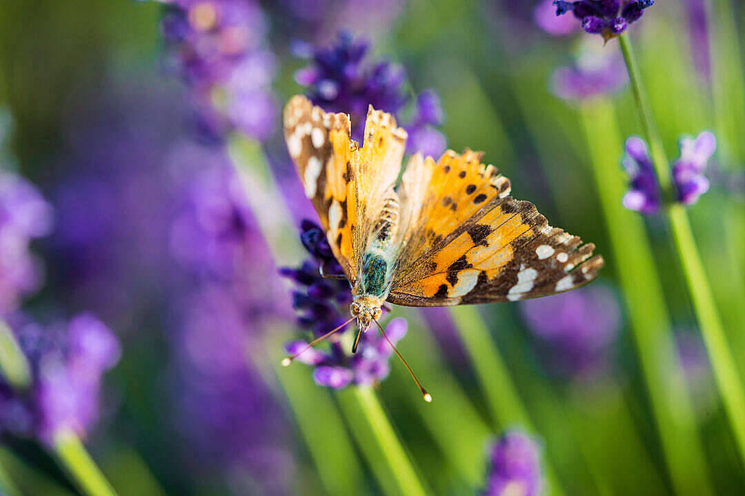 Painted Lady Butterfly Aesthetic Picha ya Ukuta