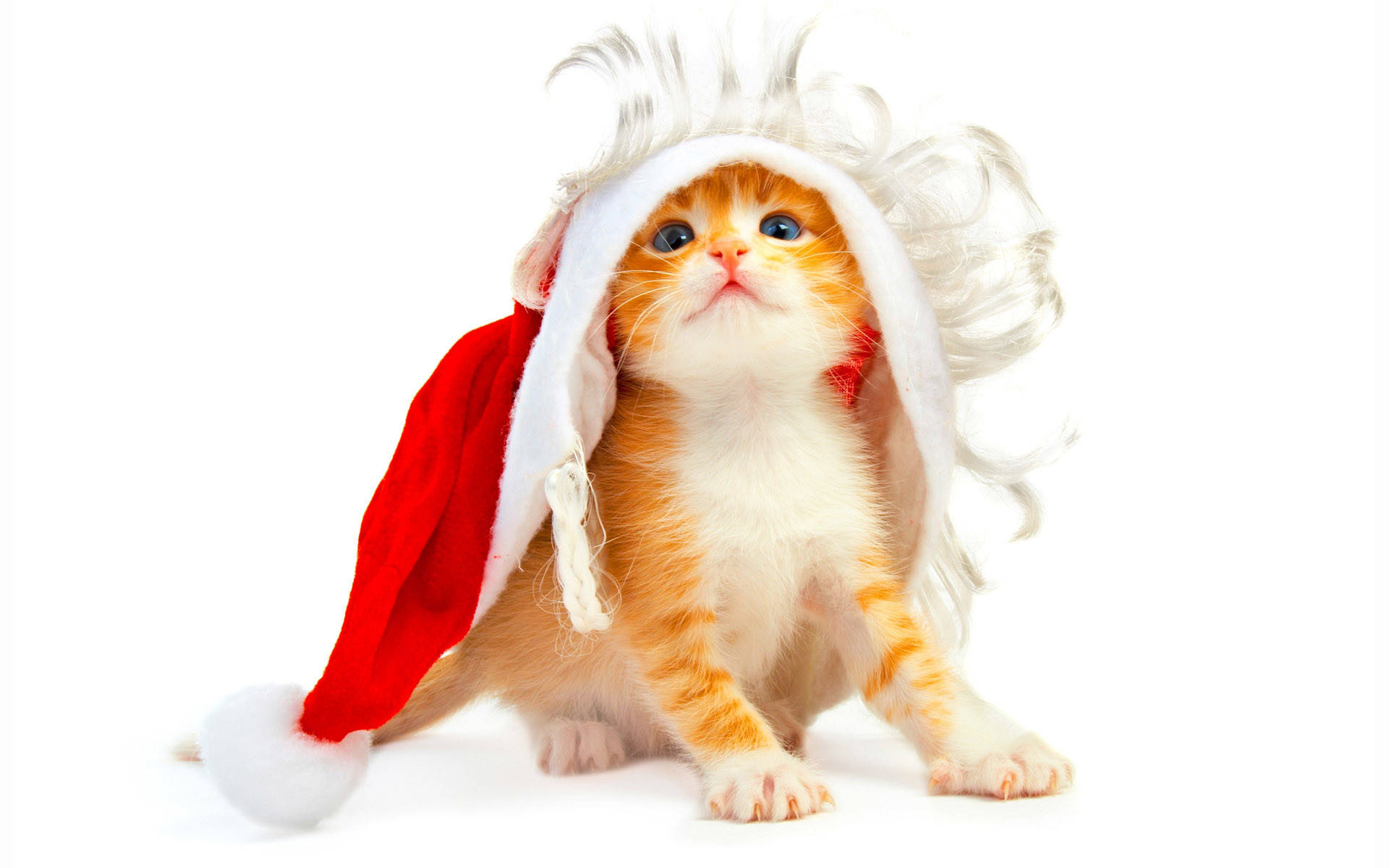 Paka Amevaa Kofia ya Santa Krismasi ya Kuchekesha Picha ya Ukuta