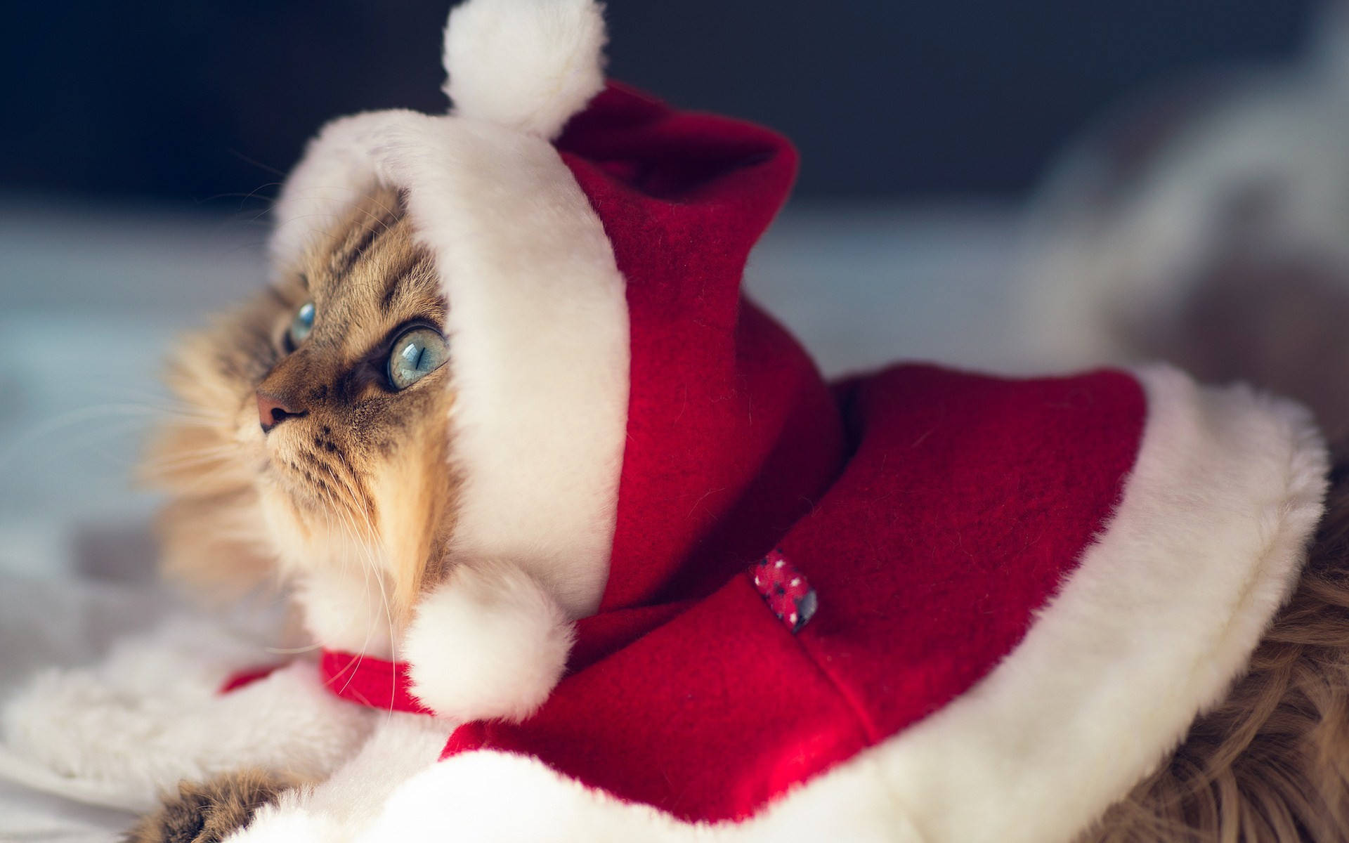 Paka Amevalia Mavazi ya Santa Krismasi ya Kuchekesha Picha ya Ukuta