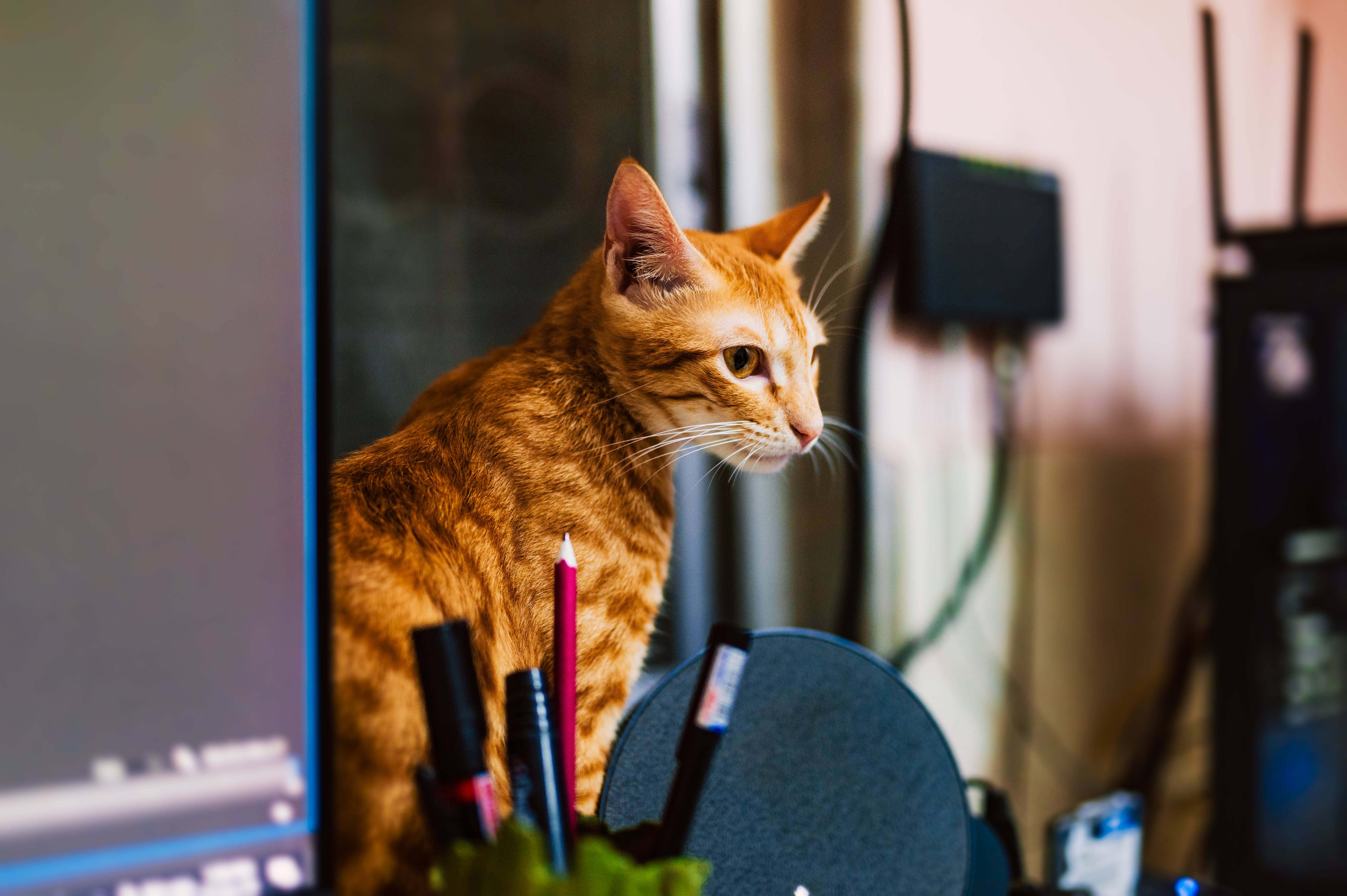 Paka Kompyuta Ginger Tabby Picha ya Ukuta