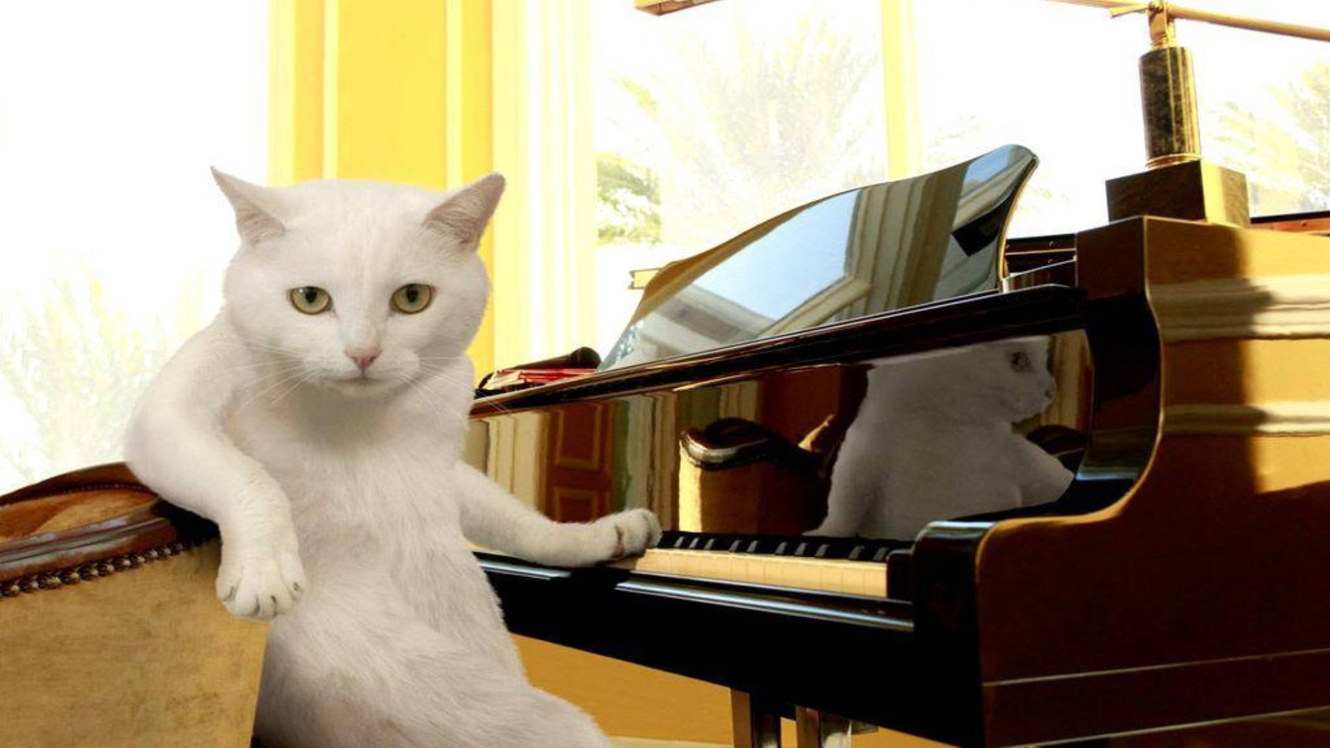 Paka Mcheshi Mbele ya Piano Picha ya Ukuta