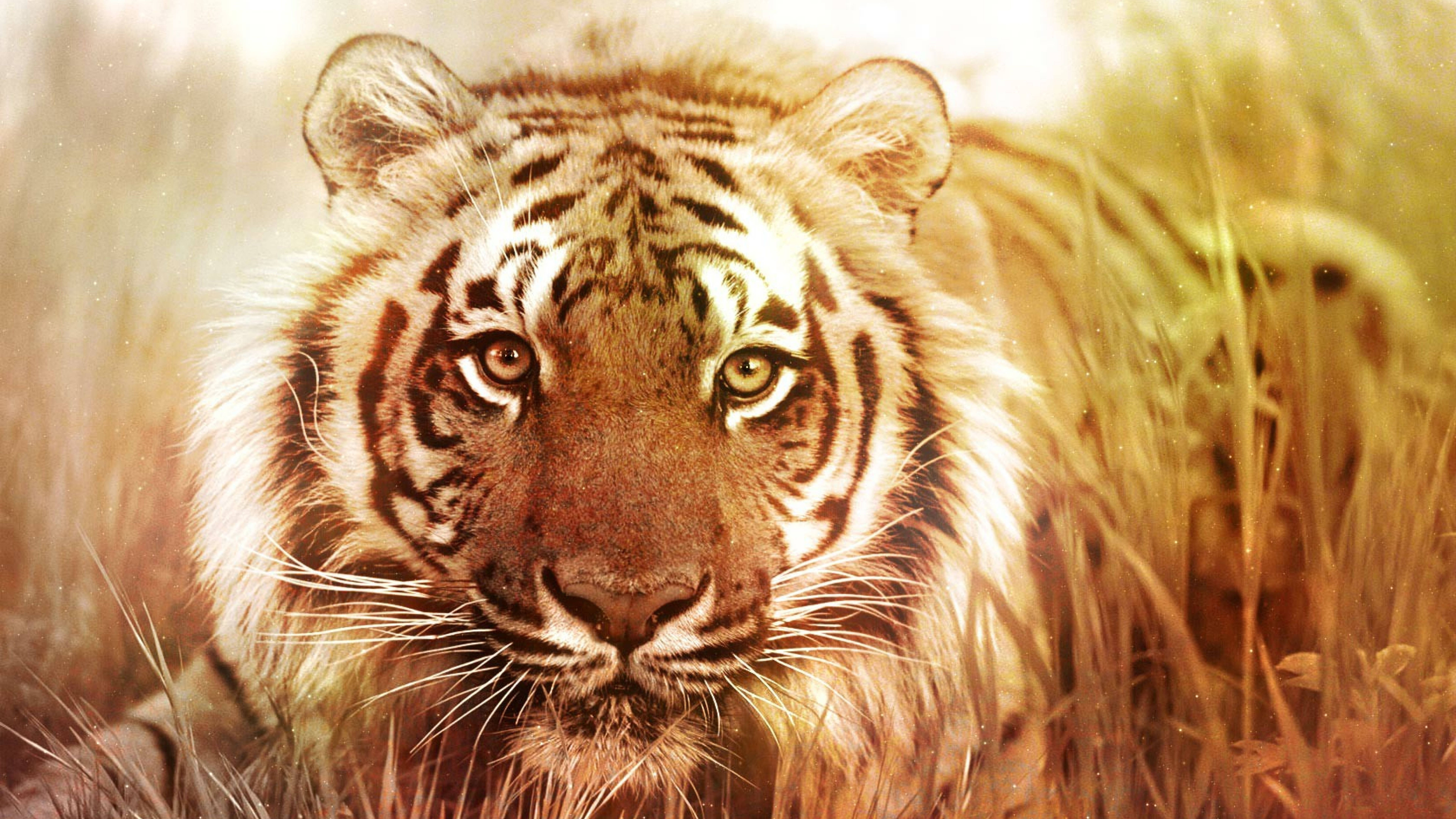 Paka Mkubwa Zaidi Aishiaye 8K Tiger UHD Picha ya Ukuta