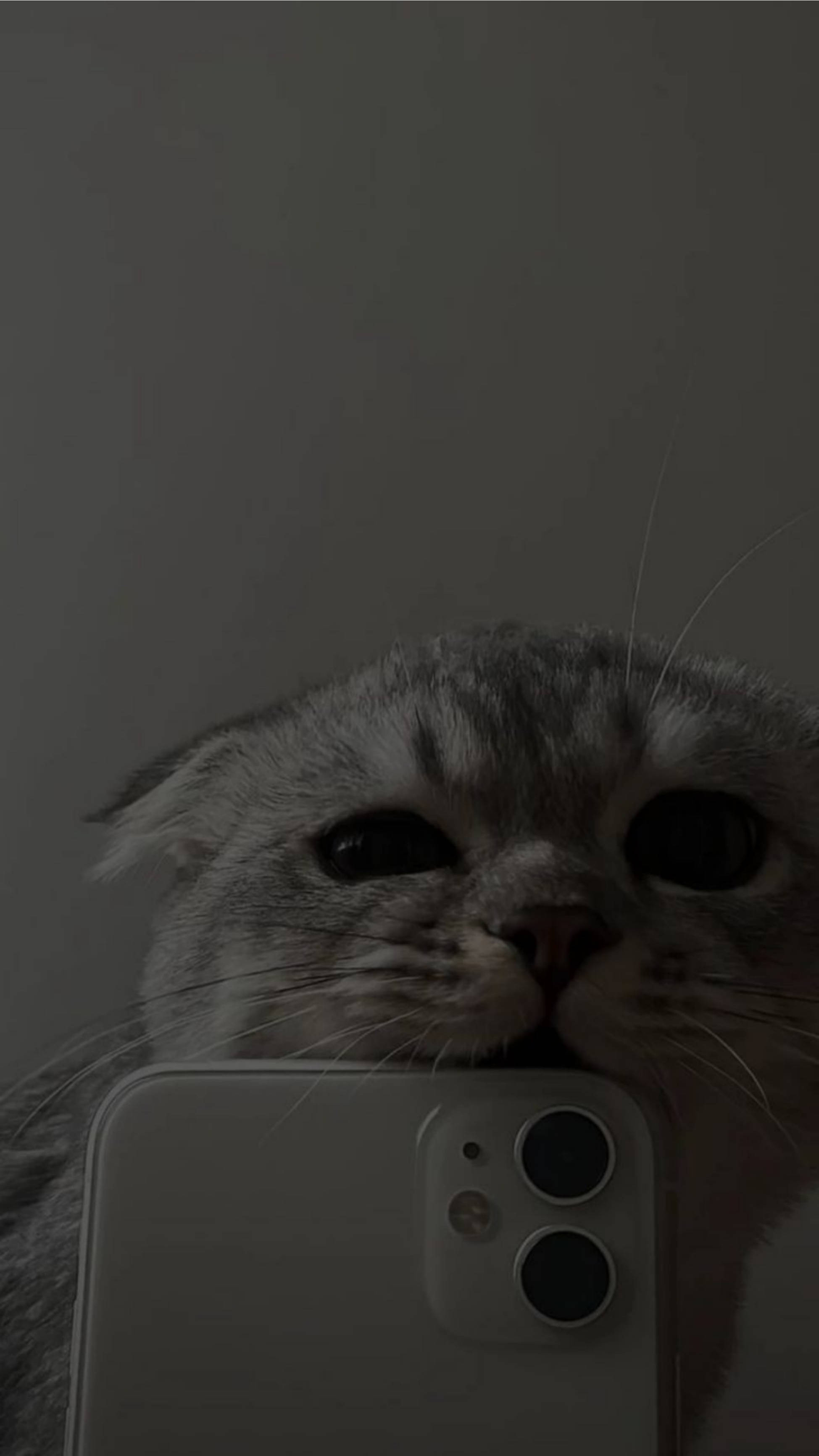 Paka Mrembo Akipiga Kipande cha iPhone 11 Picha ya Ukuta