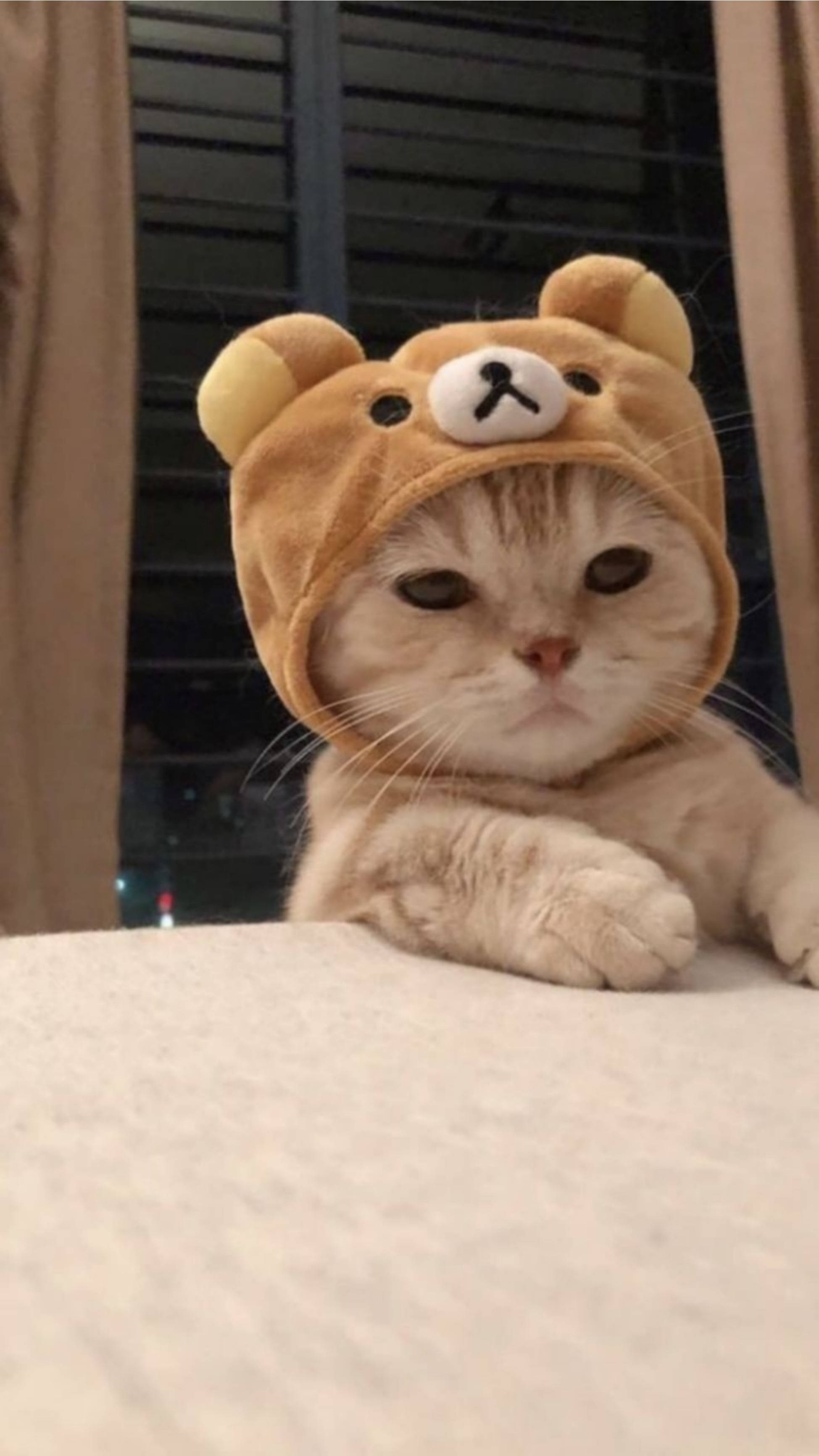 Paka Mrembo Akiwa na Kofia ya Rilakkuma Picha ya Ukuta
