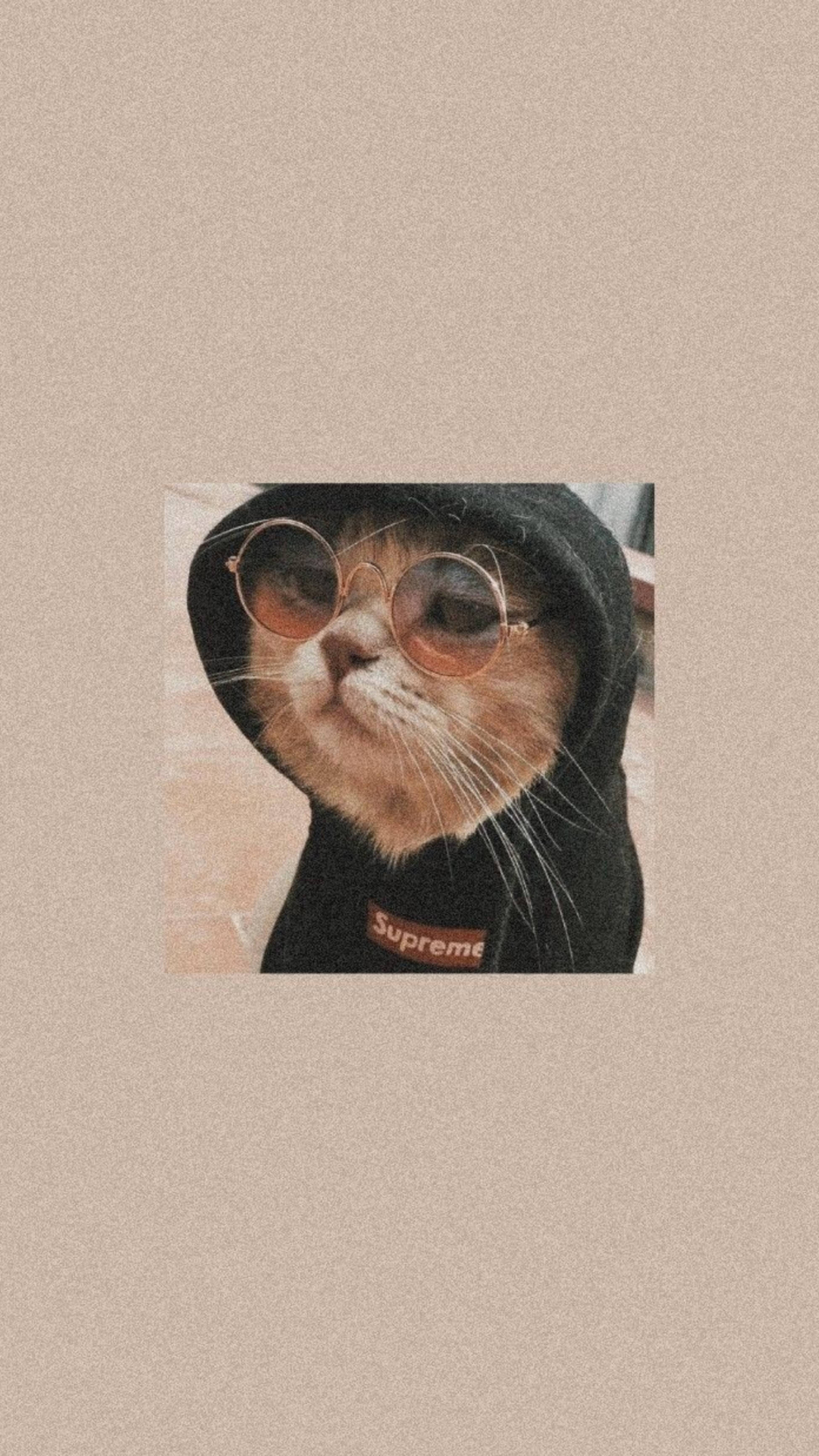 Paka Mrembo Akiwa na Hoodie Nyeusi Picha ya Ukuta