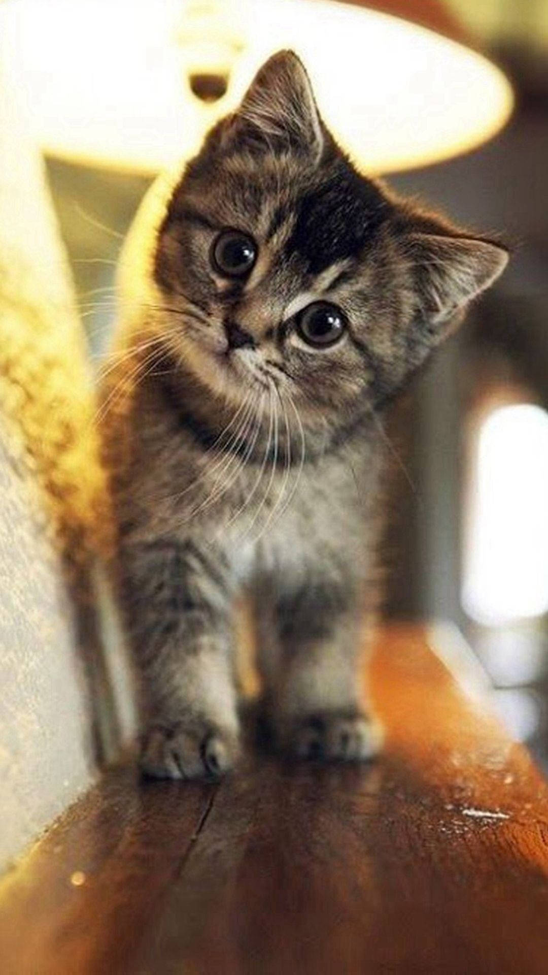 Paka Mrembo wa Tabby wa iPhone Picha ya Ukuta