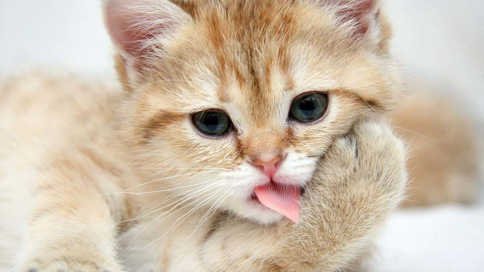 Paka Munchkin Mcheshi na Mzuri Picha ya Ukuta