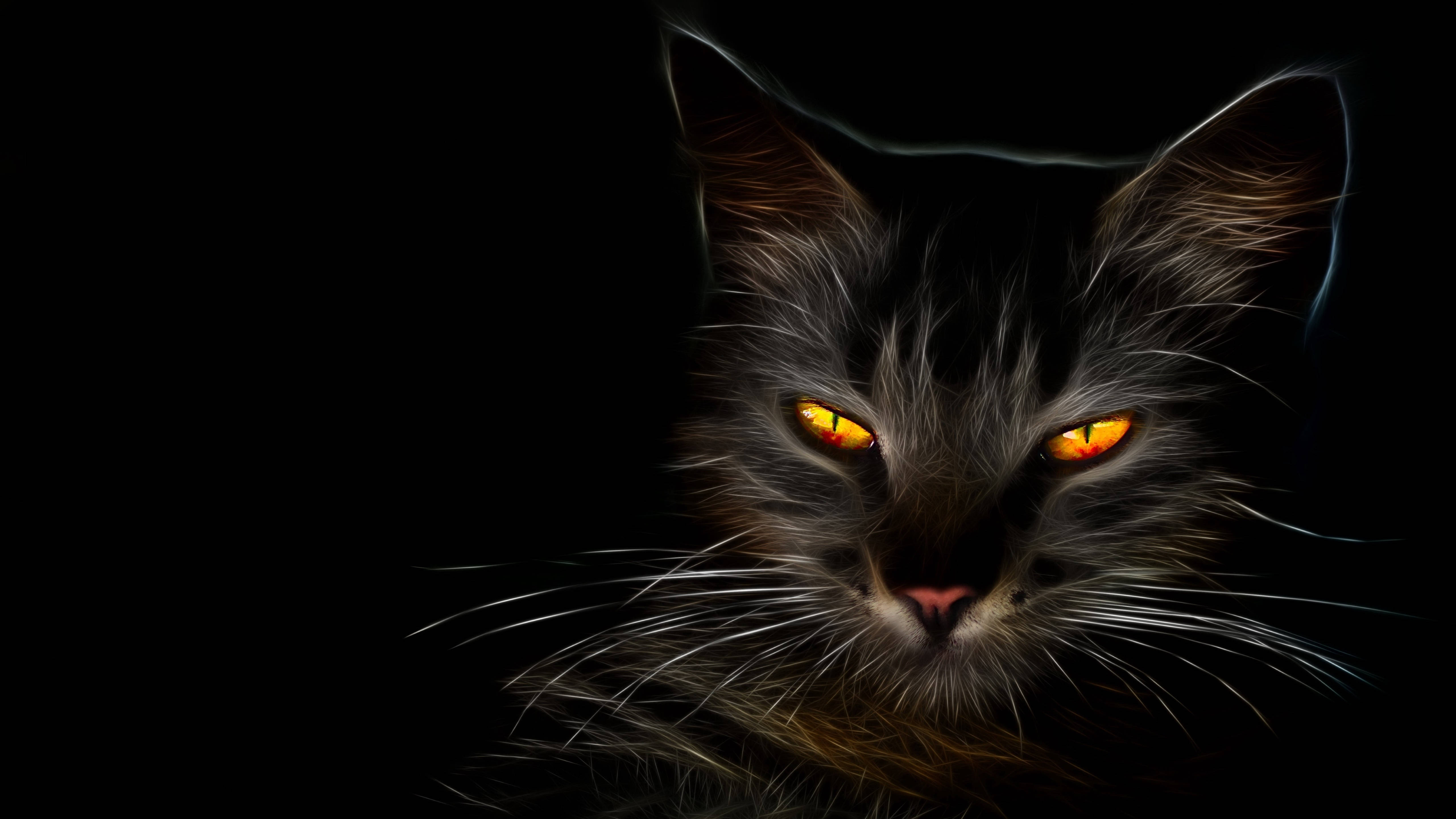 Paka Mweusi HD Picha ya Ukuta