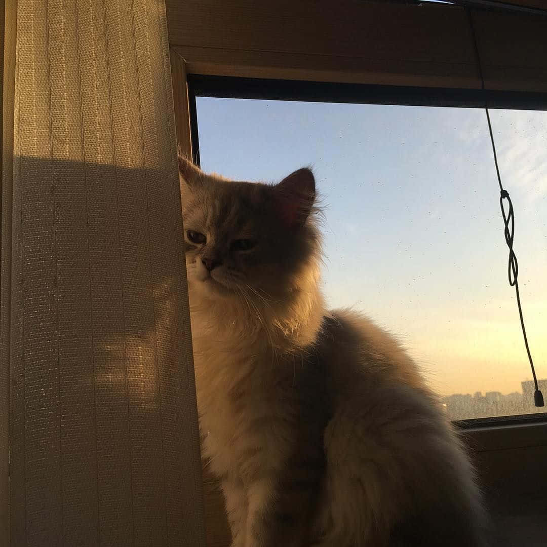 Paka wa Aesthetic Aliye Tayari Kupururu Picha ya Ukuta