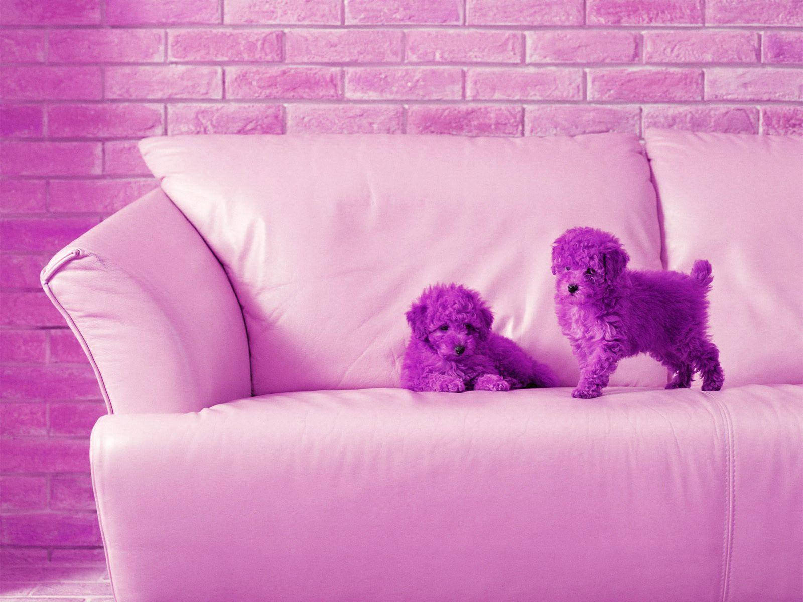 Paka wa Bichon wa Zambarau Wazuri kwa Kompyuta ya Meza Picha ya Ukuta