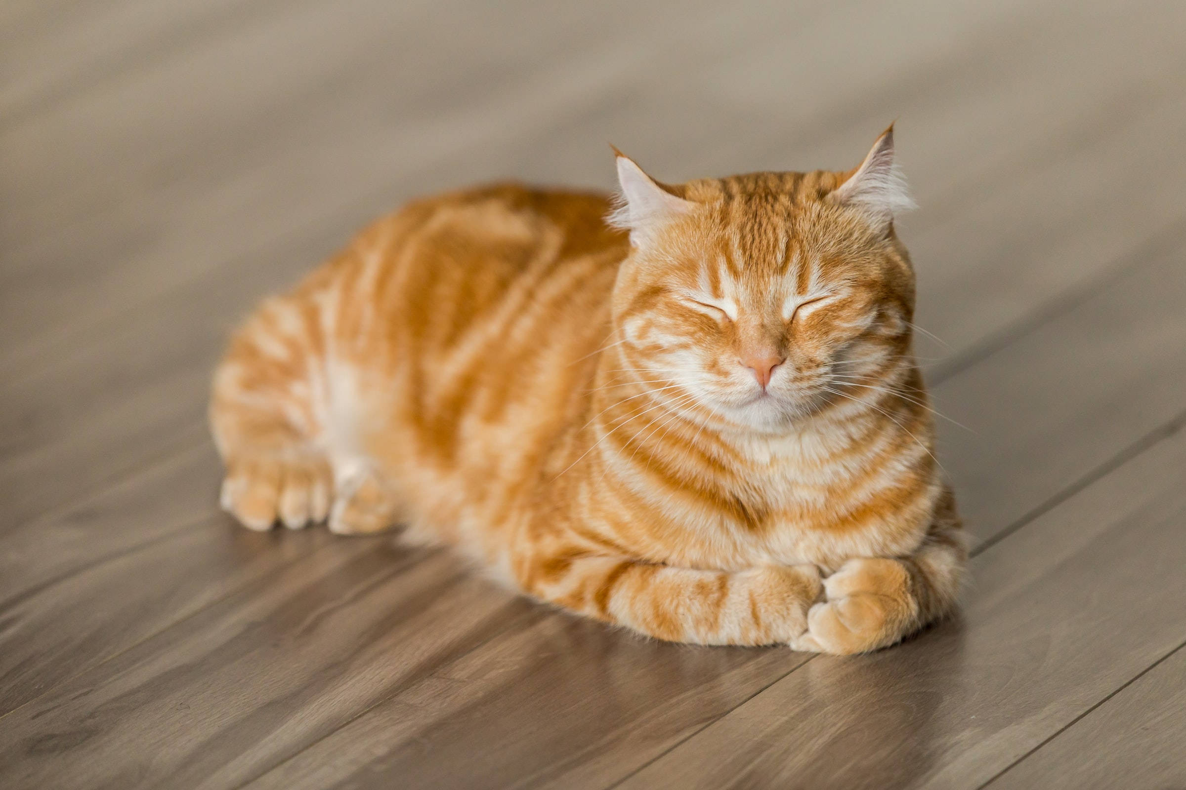 Paka wa Ginger Tabby PFP Picha ya Ukuta
