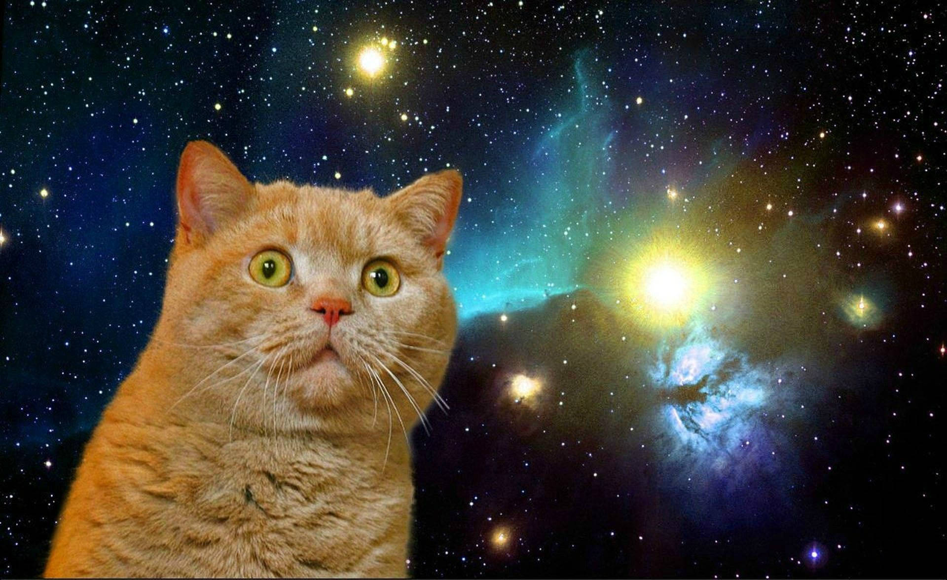 Paka wa Kuchekesha Aliyeshtushwa kwenye Galaxy Picha ya Ukuta