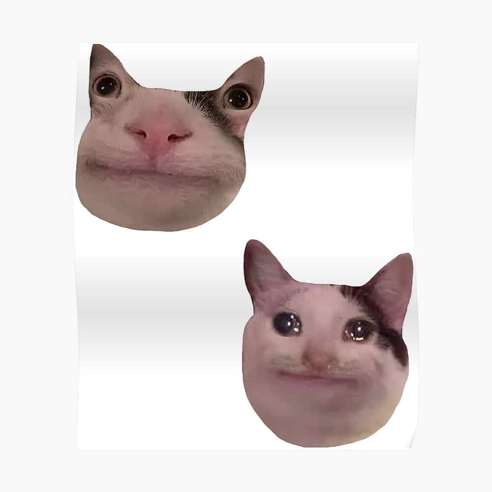 Paka wa Meme ya Kuchekesha PFP ya Discord Picha ya Ukuta