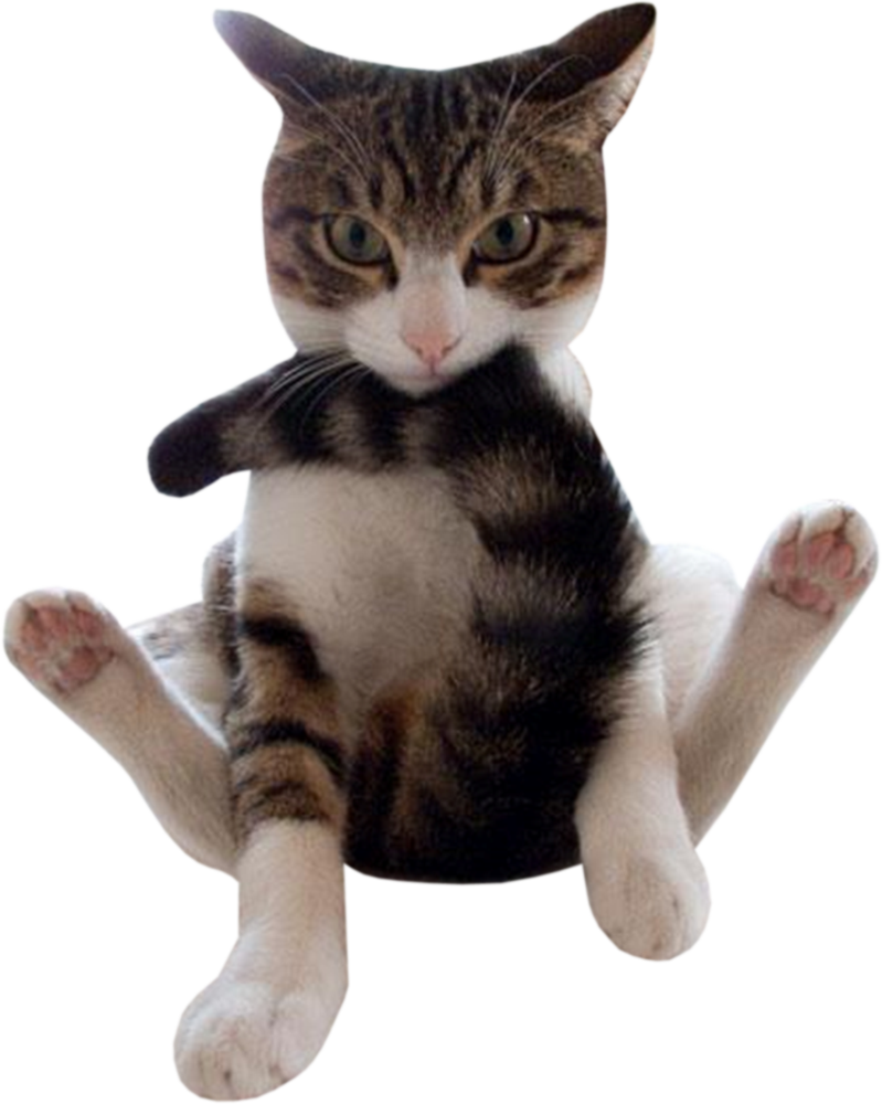 Paka wa Tabby Akiwa na Mkao wa Kuchekesha Picha ya Ukuta