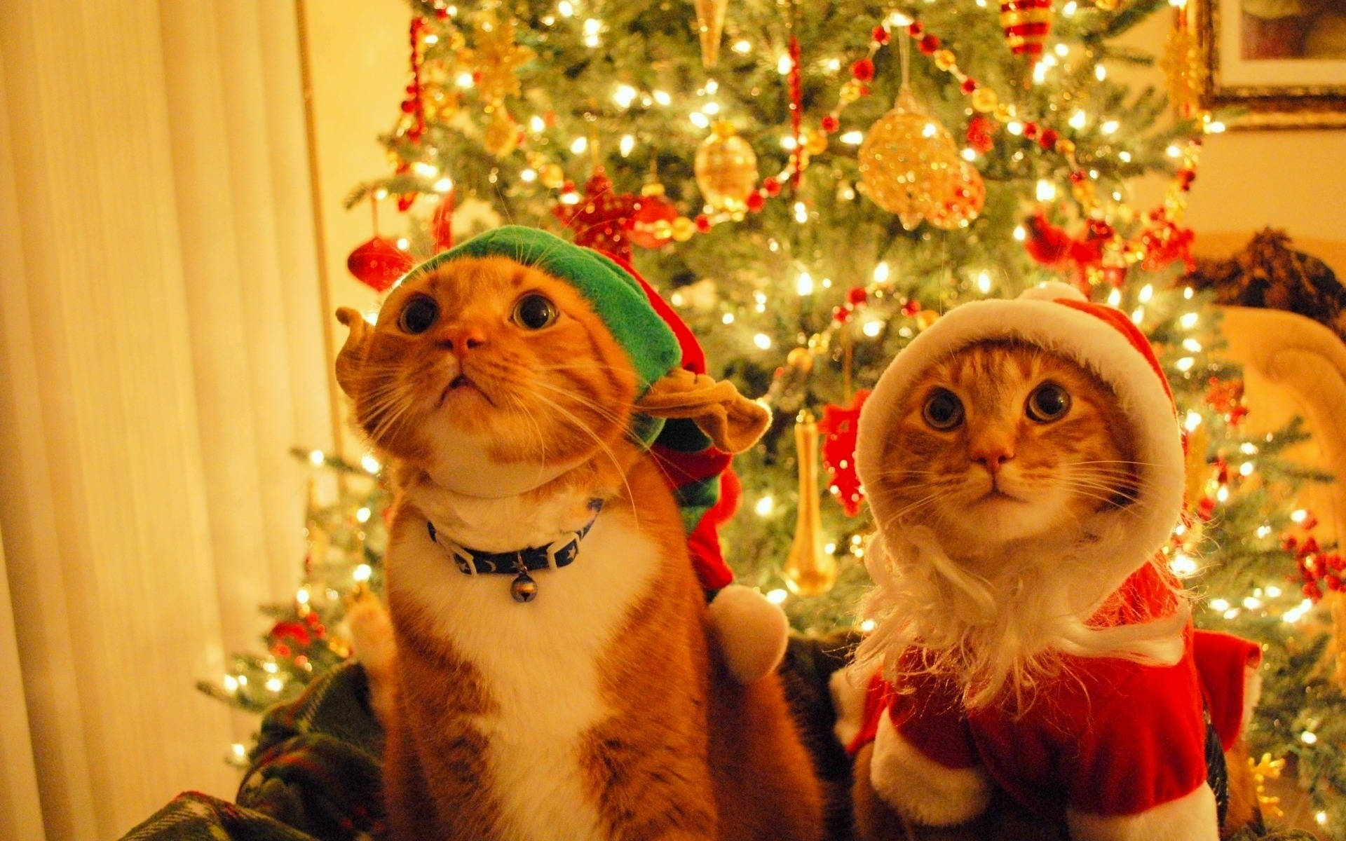Paka Wanaovaa Kofia ya Santa Krismasi ya Kuchekesha Picha ya Ukuta