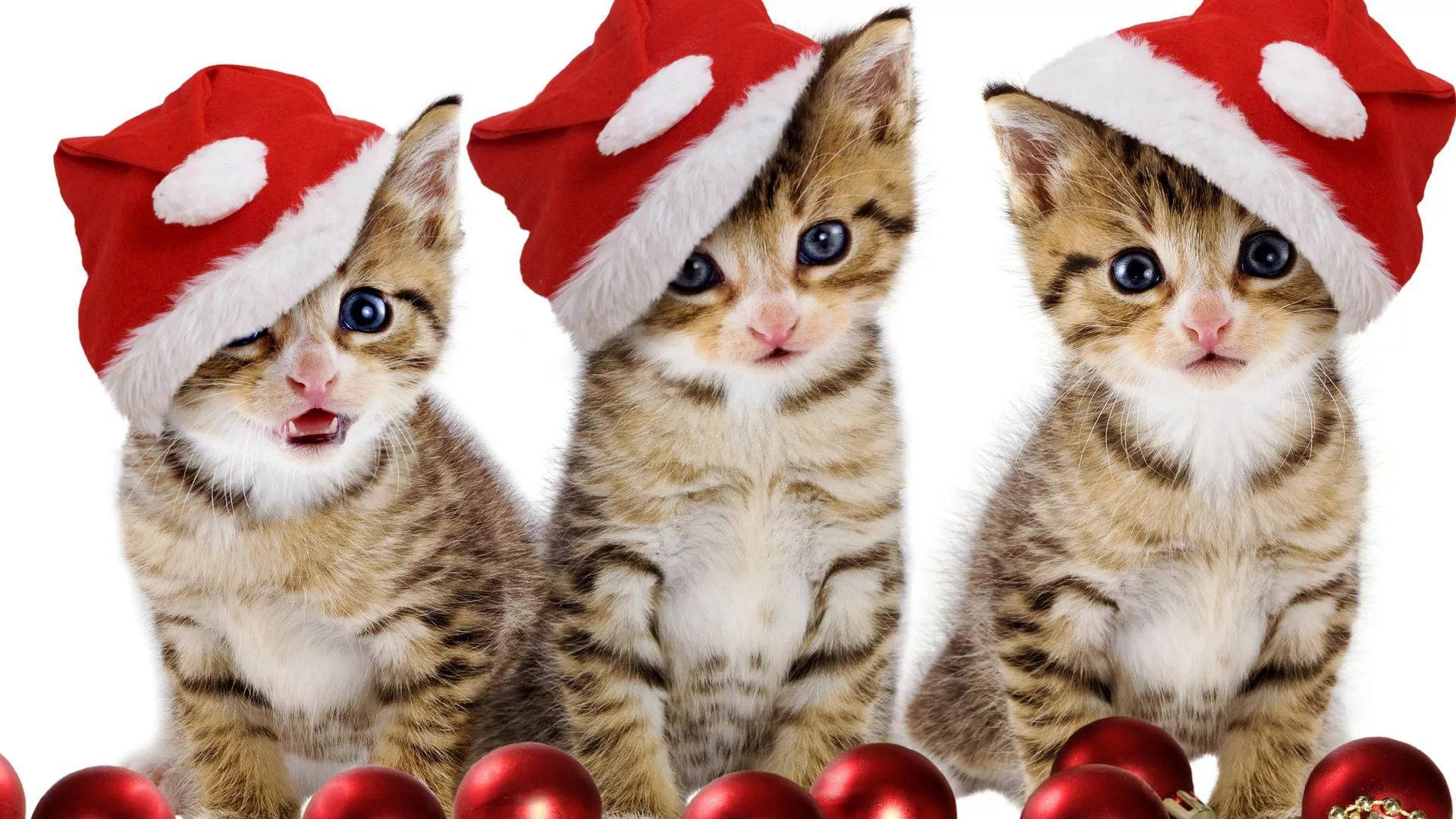 Paka Wanaovalia Kofia ya Santa Krismasi ya Kuchekesha Picha ya Ukuta