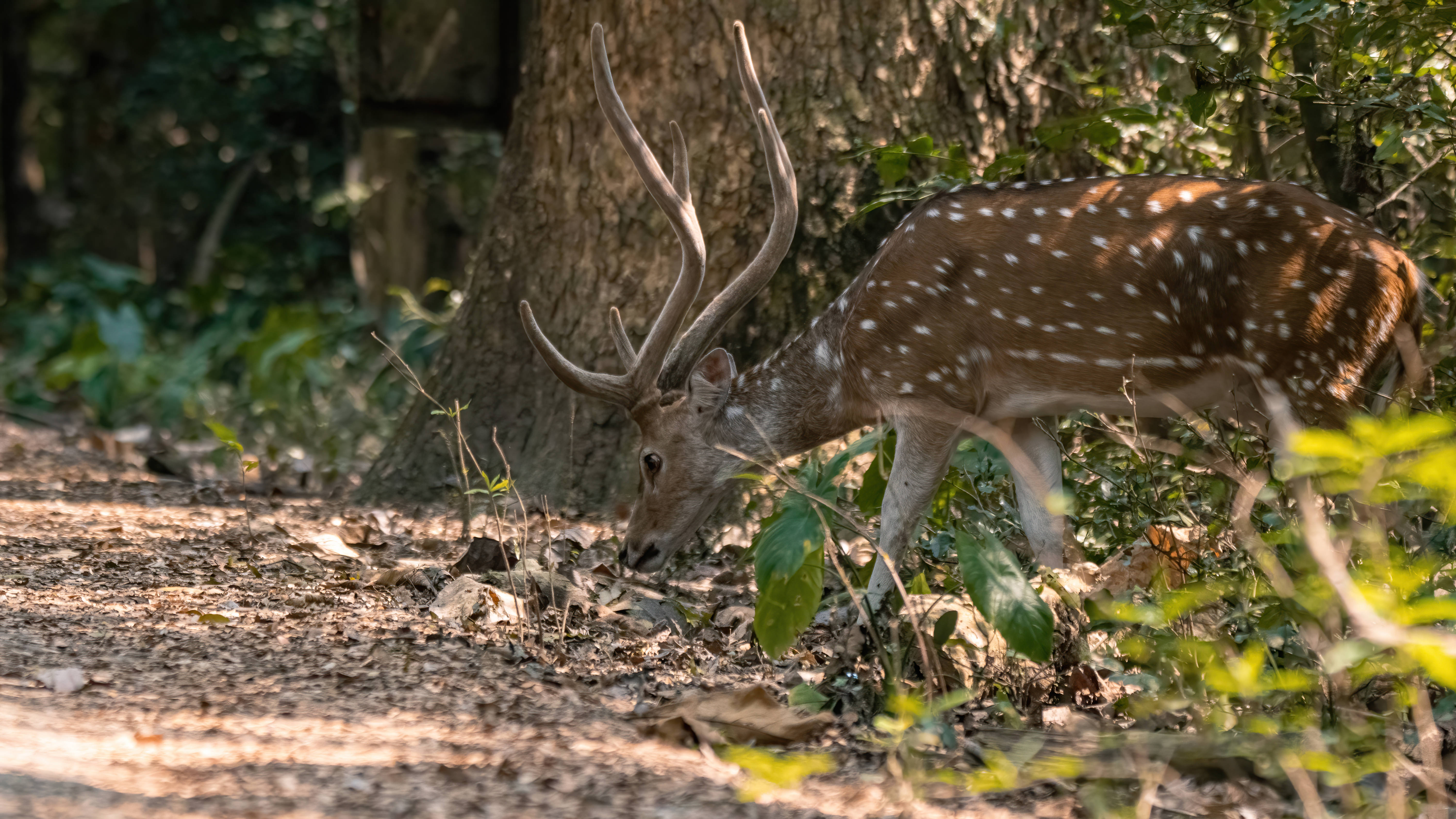Pakasa wa Chital Deer Mrembo wa Kompyuta Picha ya Ukuta