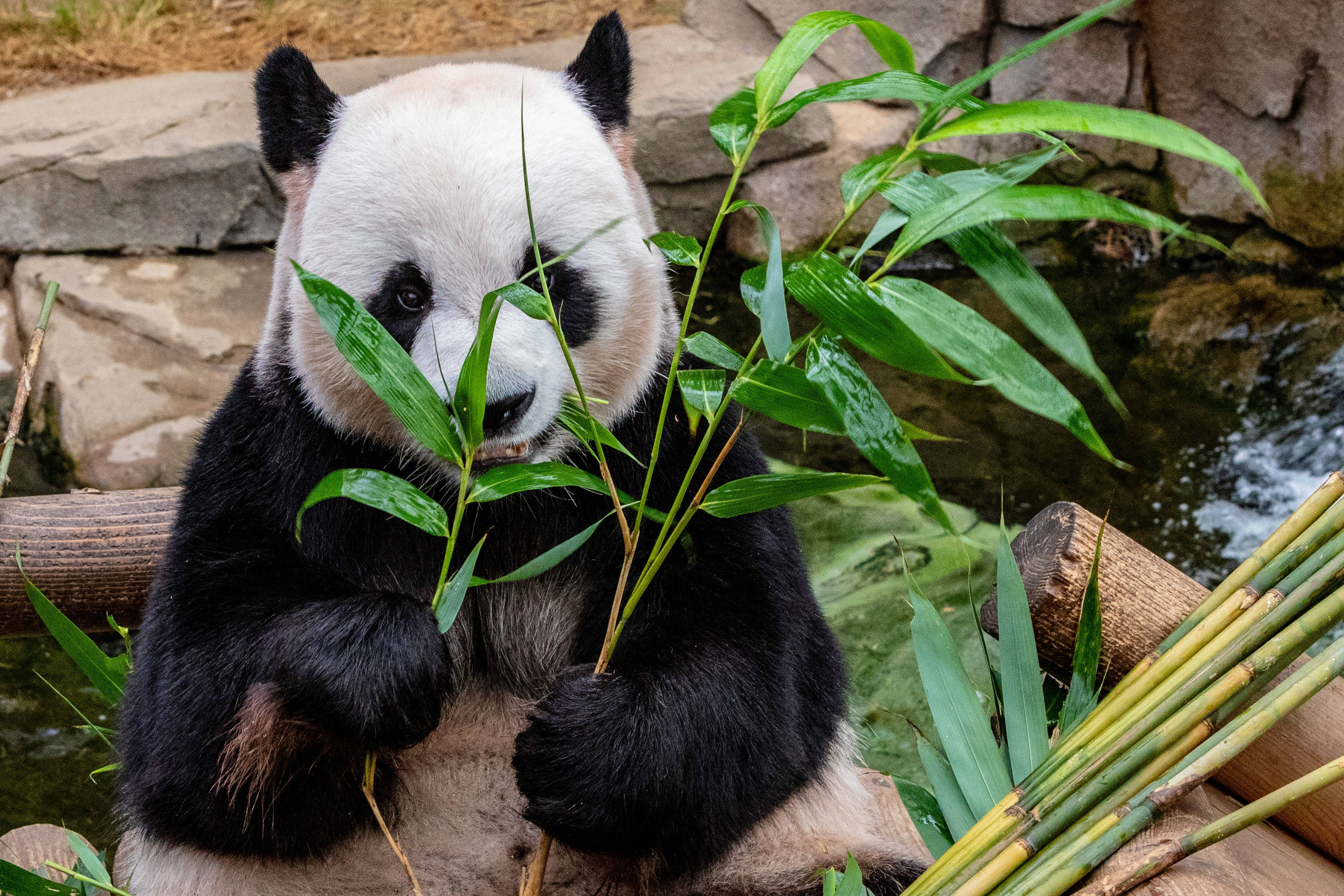 Panda Akila Mianzi Picha ya Ukuta